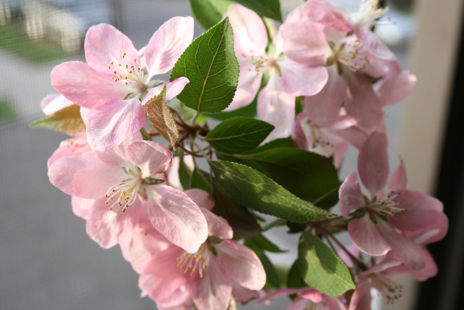 Canon EOS 400D (EOS Digital Rebel XTi / EOS Kiss Digital X) sample photo. Crabapple, flowers, apple photography