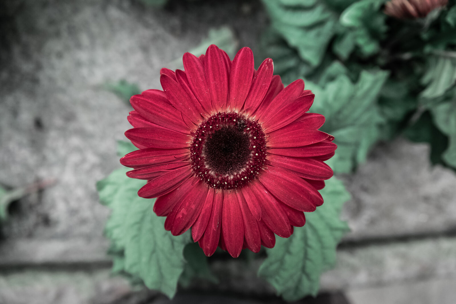 Samsung NX1 + Saumsun NX 16-50mm F2-2.8 S ED OIS sample photo. Red, flower, close, up photography