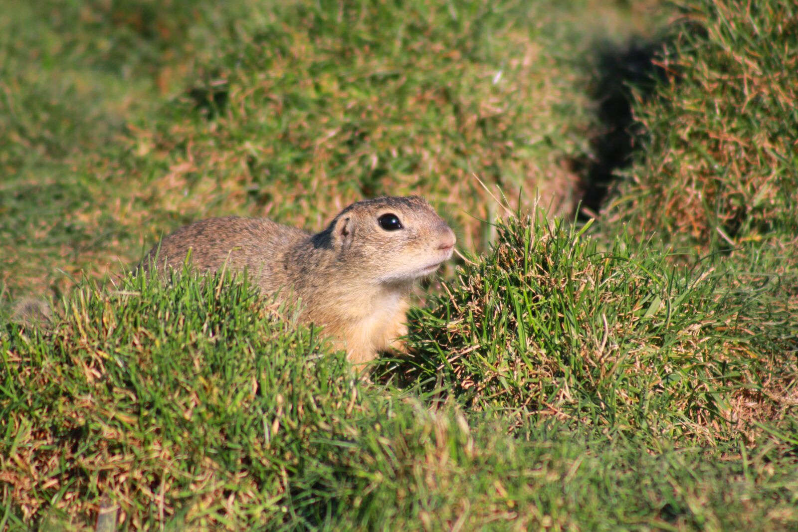 Canon EOS 1200D (EOS Rebel T5 / EOS Kiss X70 / EOS Hi) + Canon EF 75-300mm f/4-5.6 USM sample photo. European ground squirrel, rodent photography