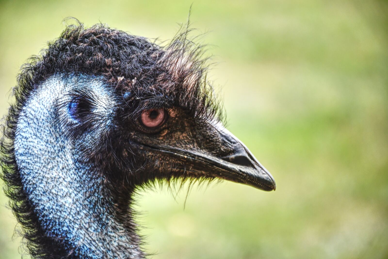 Nikon D7500 sample photo. Ostrich, bird, animals photography