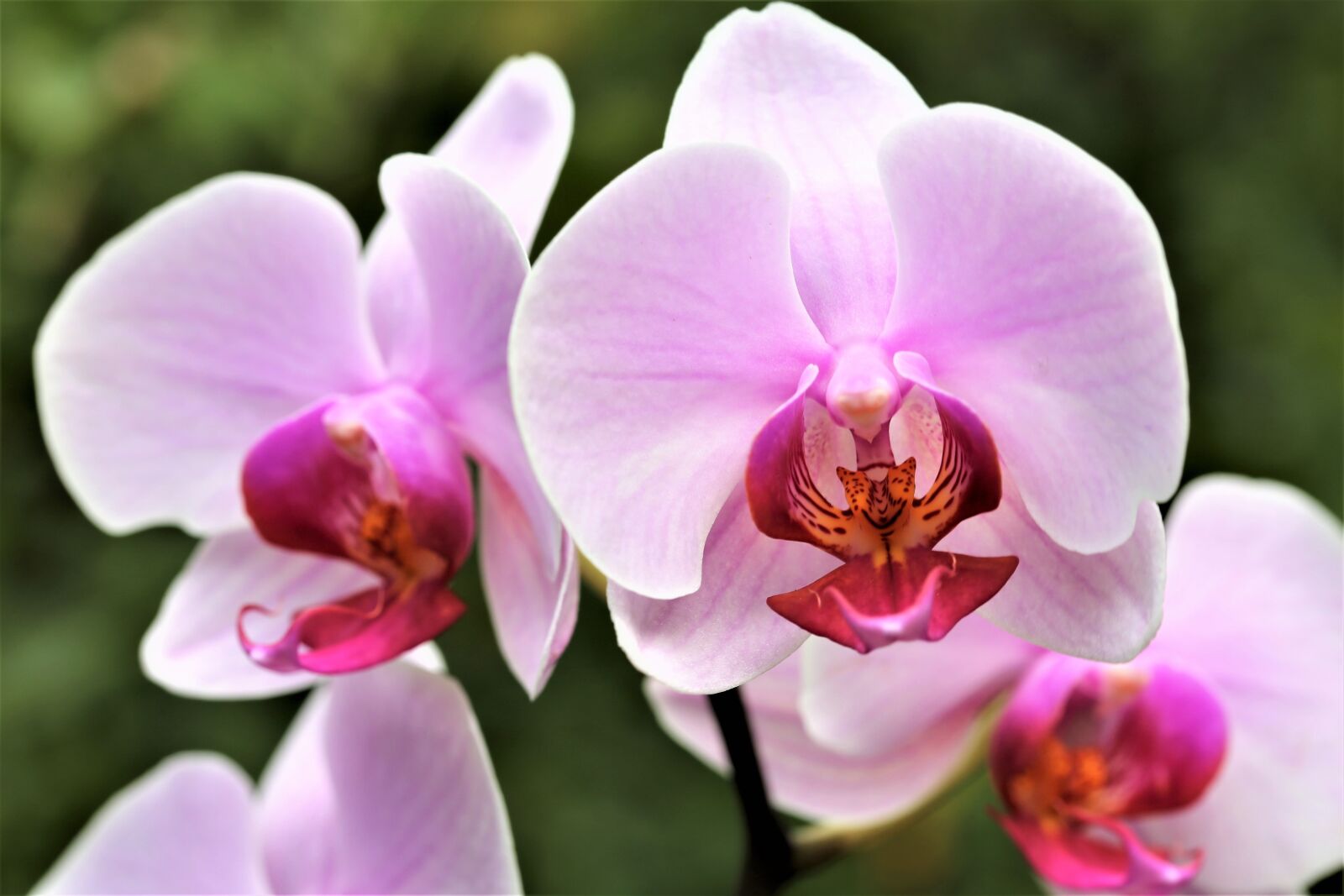 Canon EOS 6D + Canon EF 100mm F2.8 Macro USM sample photo. Orchid, orchidaceae, phalenopsis photography