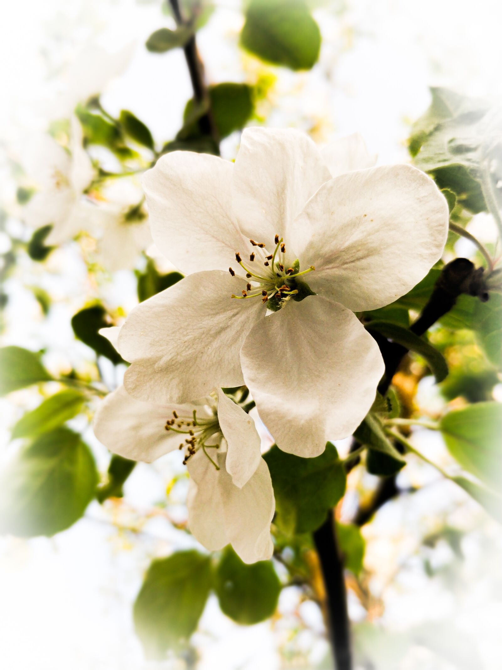 OnePlus 5T sample photo. Tree, flower, white photography