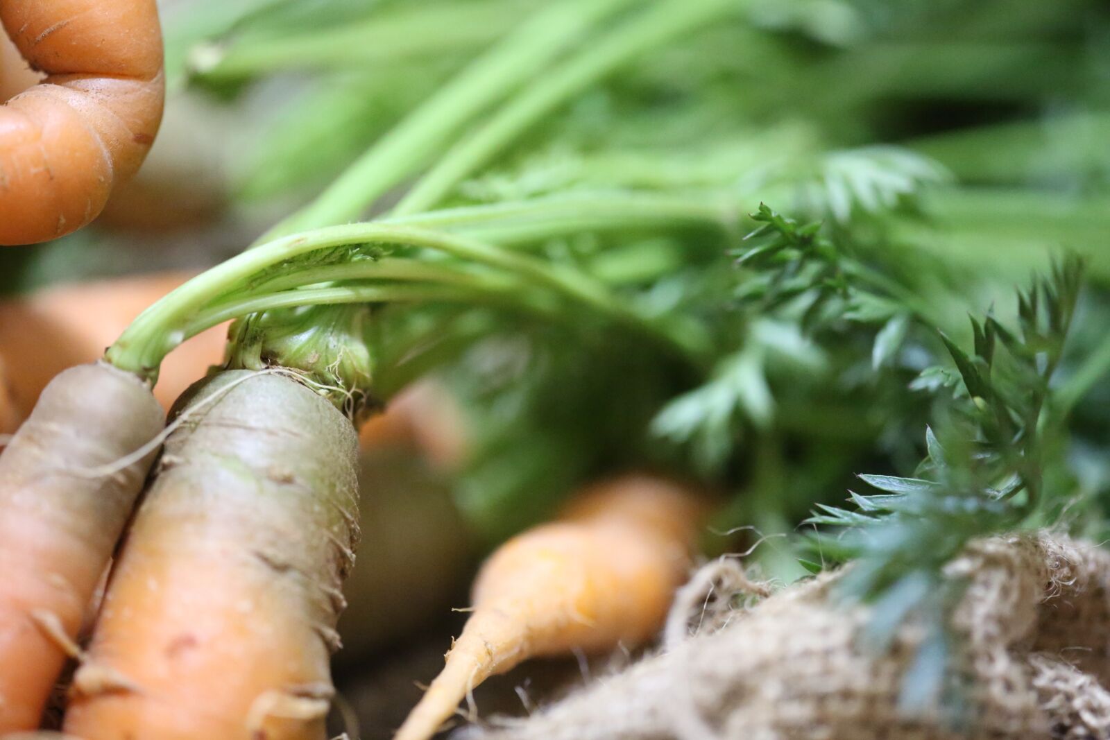 Canon EF 180mm F3.5L Macro USM sample photo. Root, food, vegetable photography
