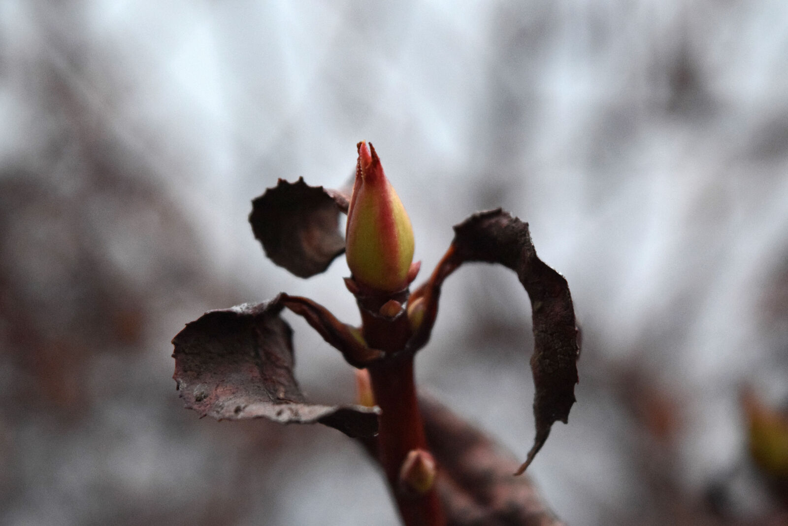 Nikon D3300 sample photo. Buds, nature, spring photography