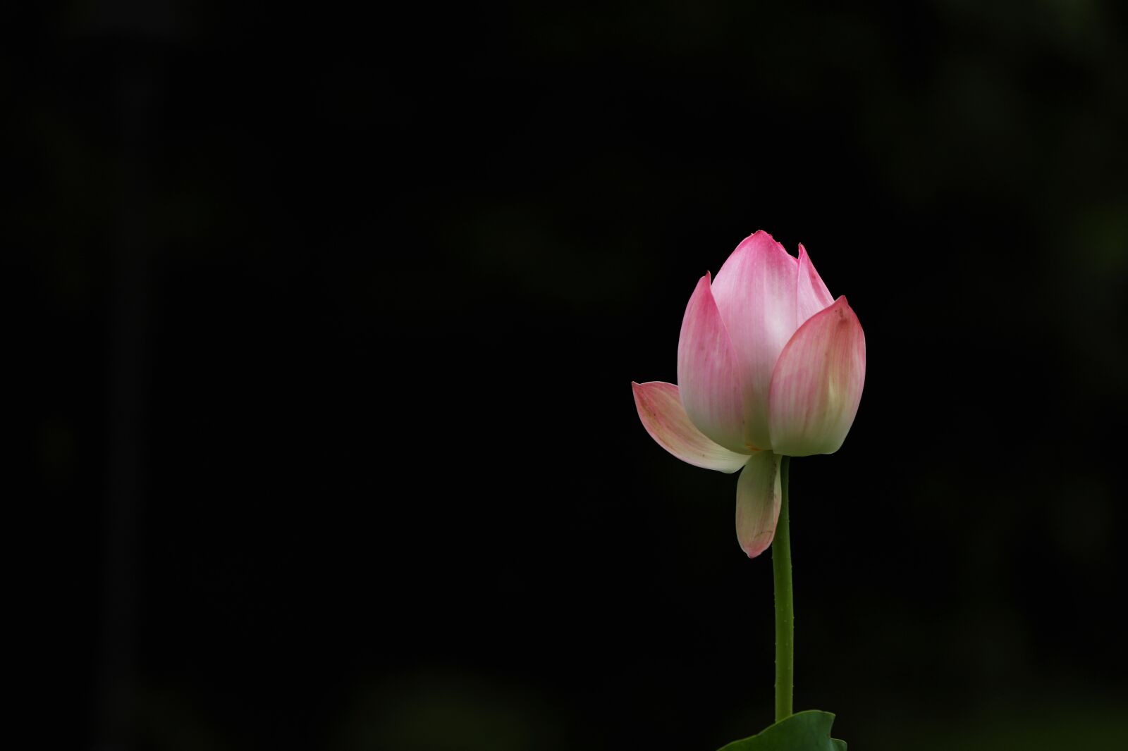Canon EOS 5D Mark IV + Canon EF 70-200mm F4L USM sample photo. Lotus, flower, flowering photography