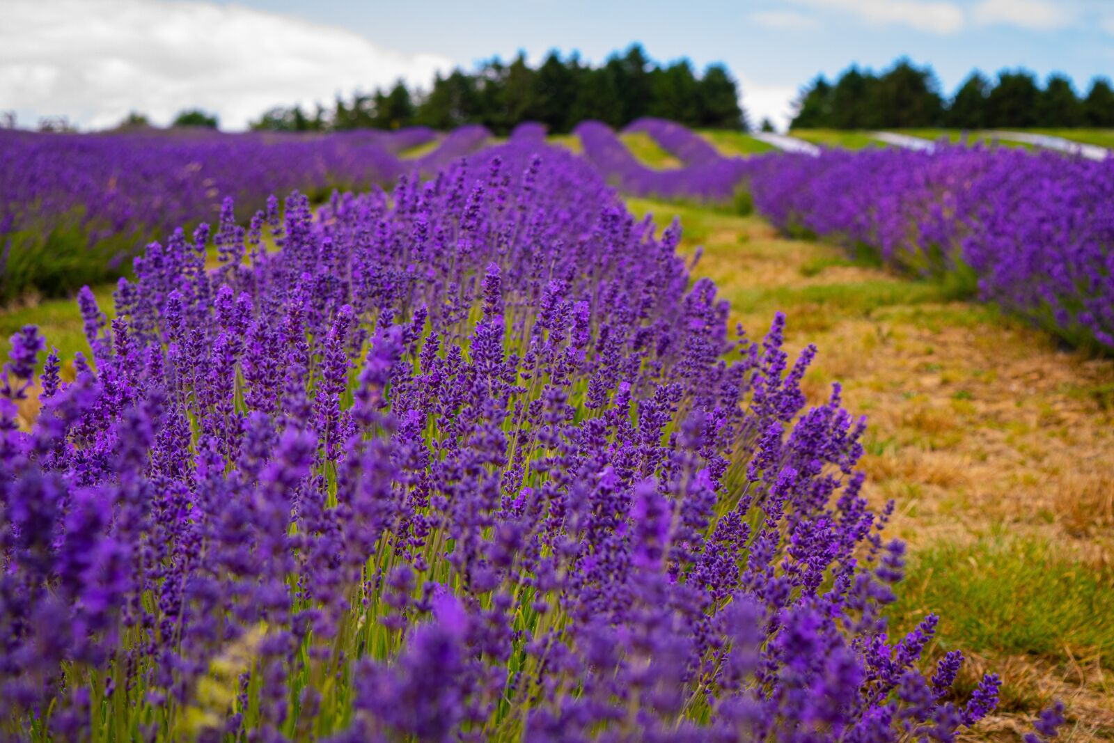Nikon D5300 sample photo. Lavender, farm, purple photography