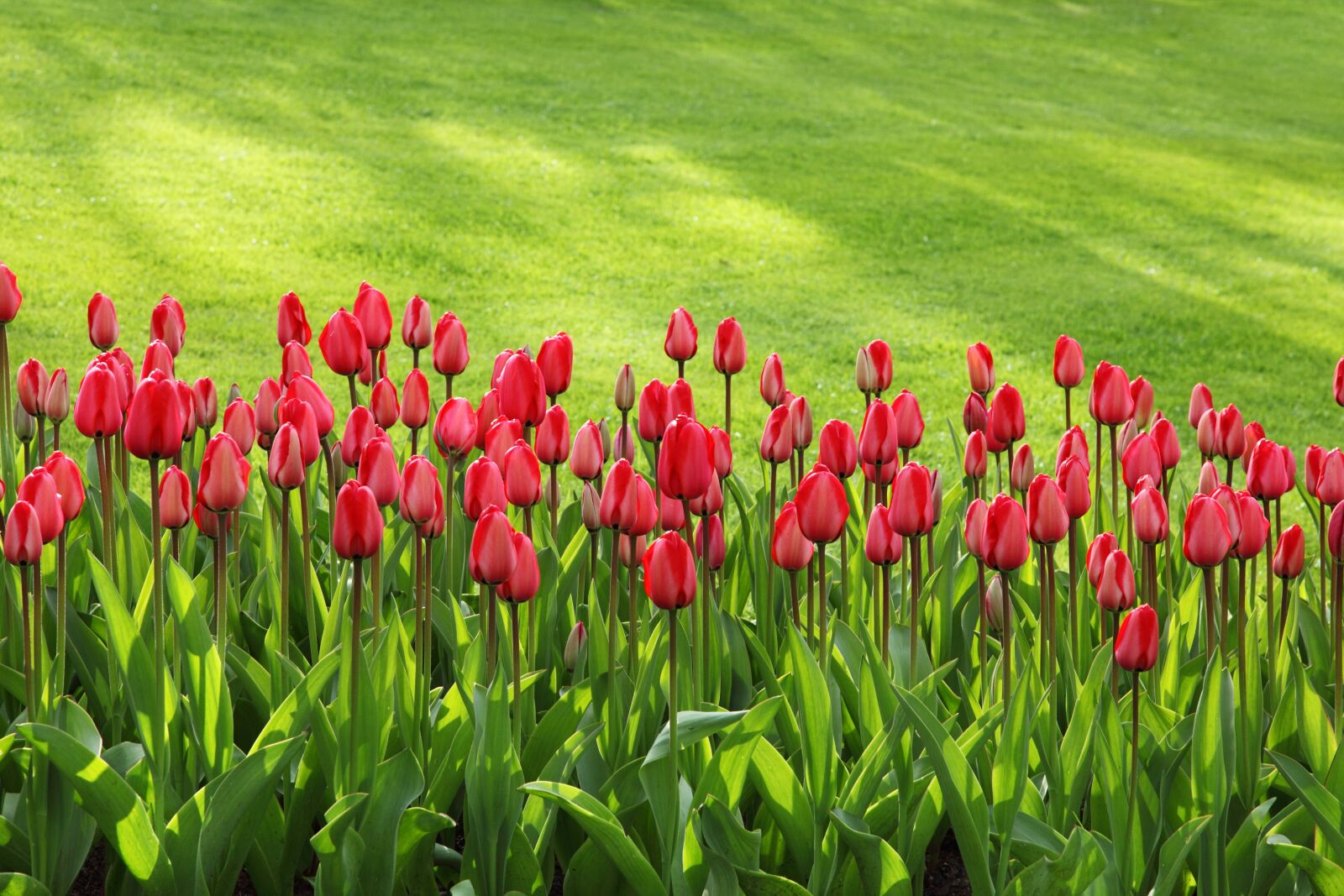 Canon EOS 5D Mark II sample photo. Red, tulips, on, green photography