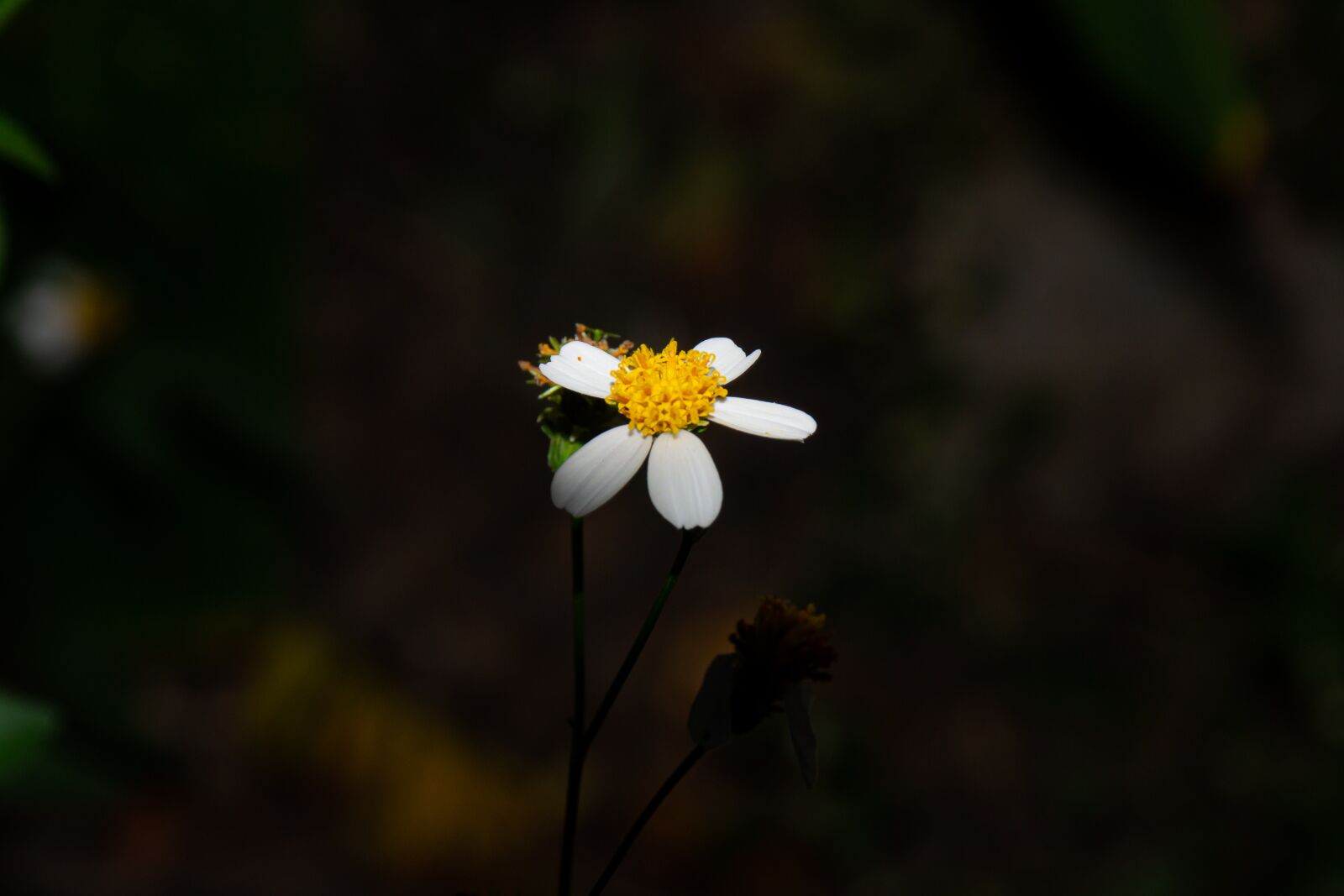 Nikon D3100 sample photo. Macro, sunlight, flower garden photography