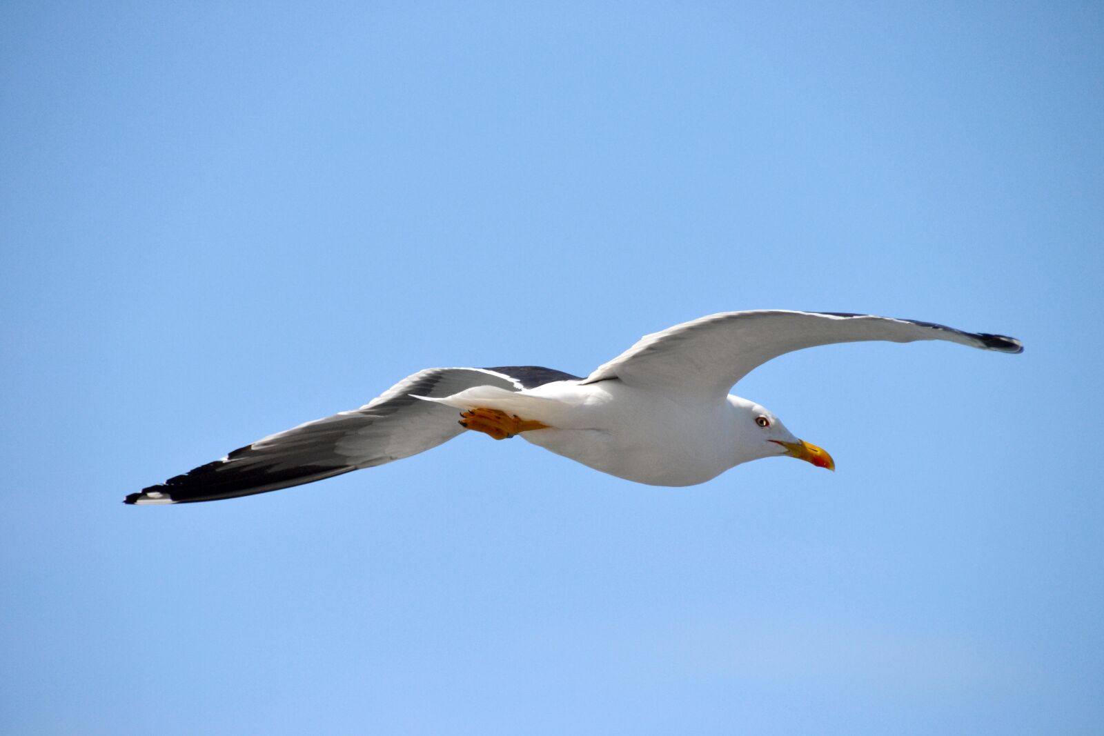 Nikon D3100 sample photo. Bird, lake, gull photography