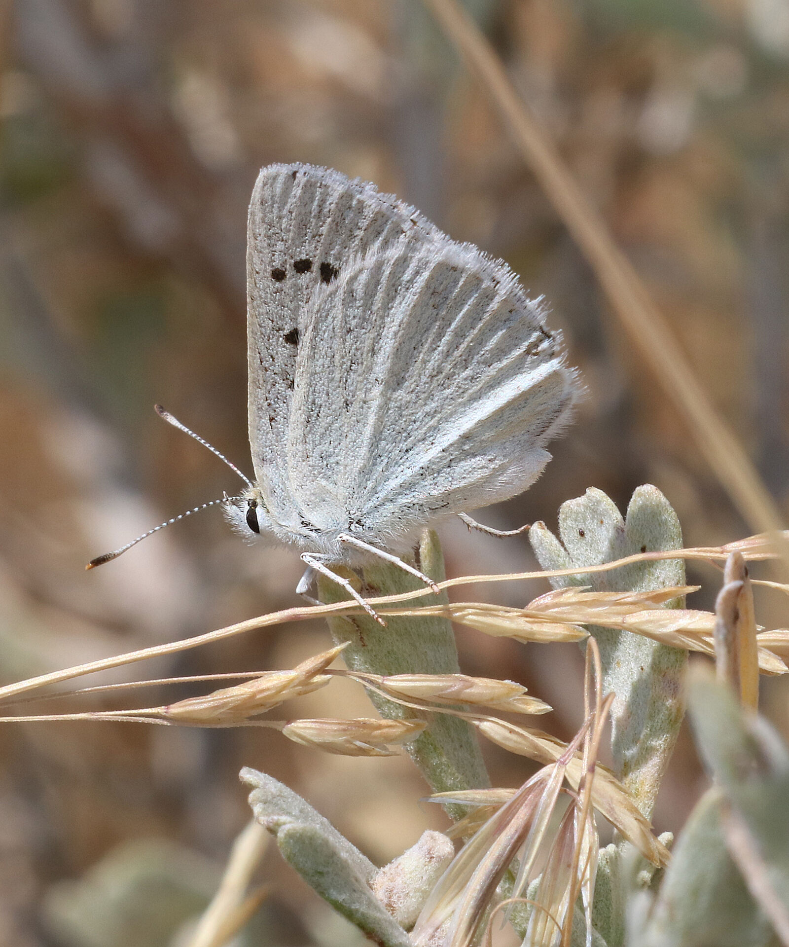 Canon EOS 750D (EOS Rebel T6i / EOS Kiss X8i) sample photo