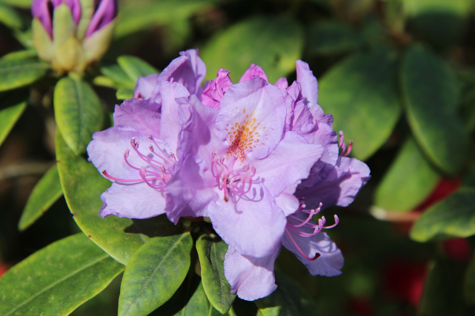 Canon EOS 600D (Rebel EOS T3i / EOS Kiss X5) sample photo. Azalea, azalea purple, pink photography