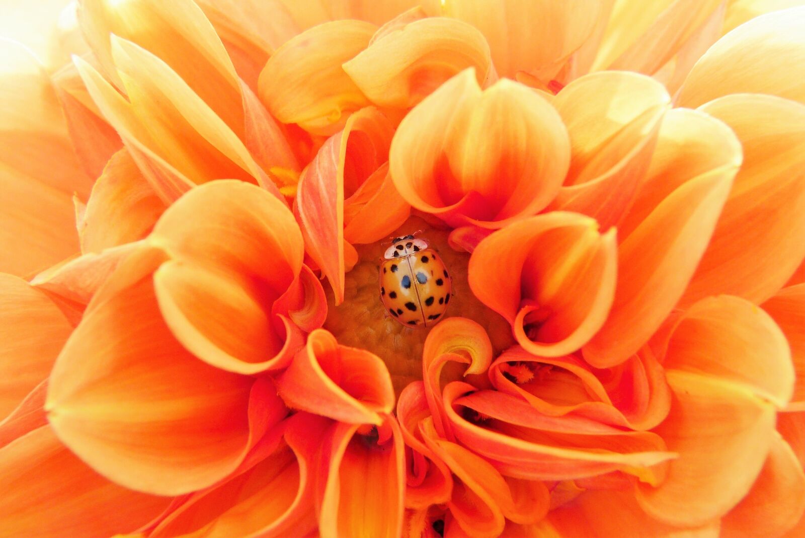 Panasonic Lumix DMC-FZ150 sample photo. Dahlia, orange, colorful photography