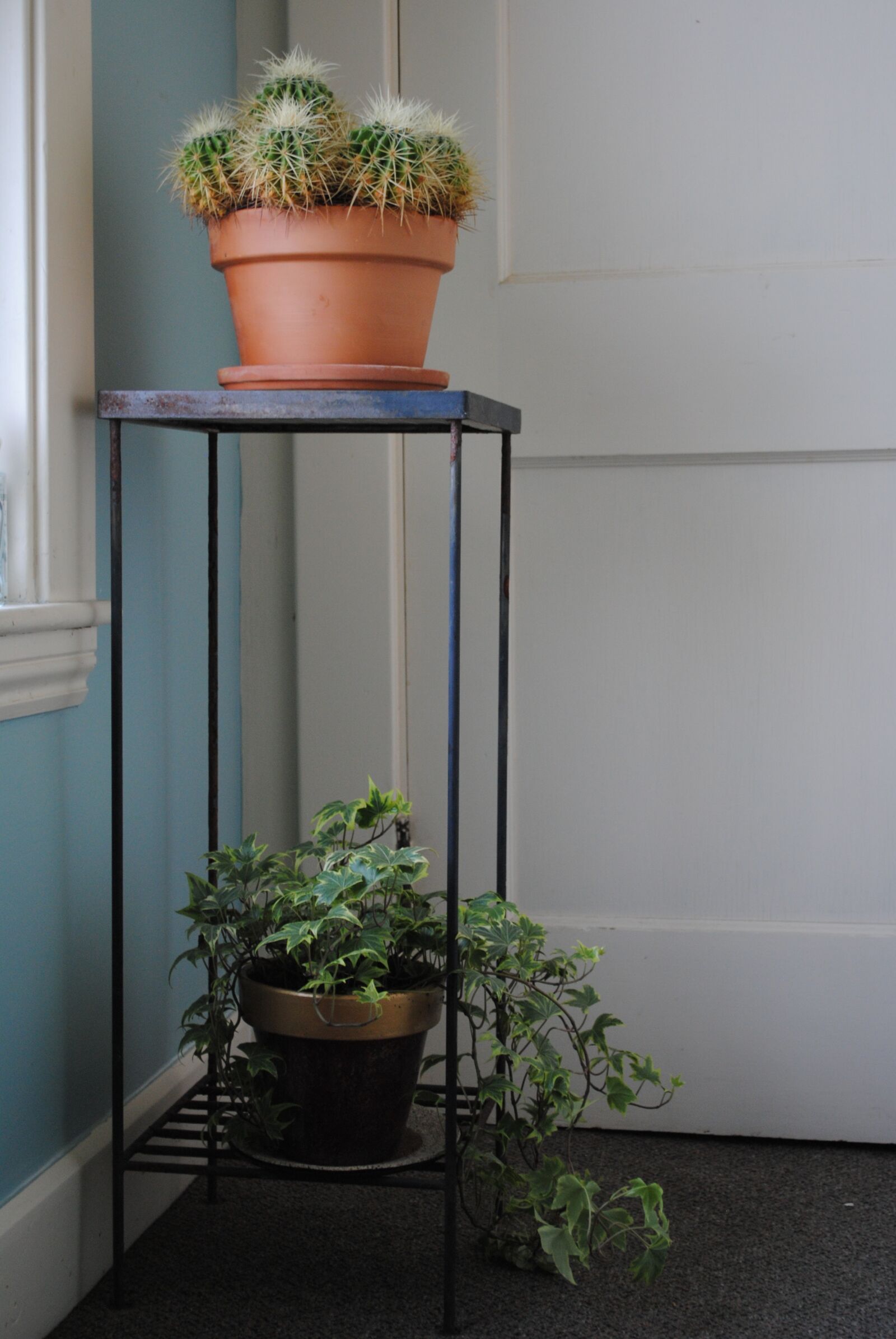 Nikon D3000 sample photo. Cactus, vine, table photography