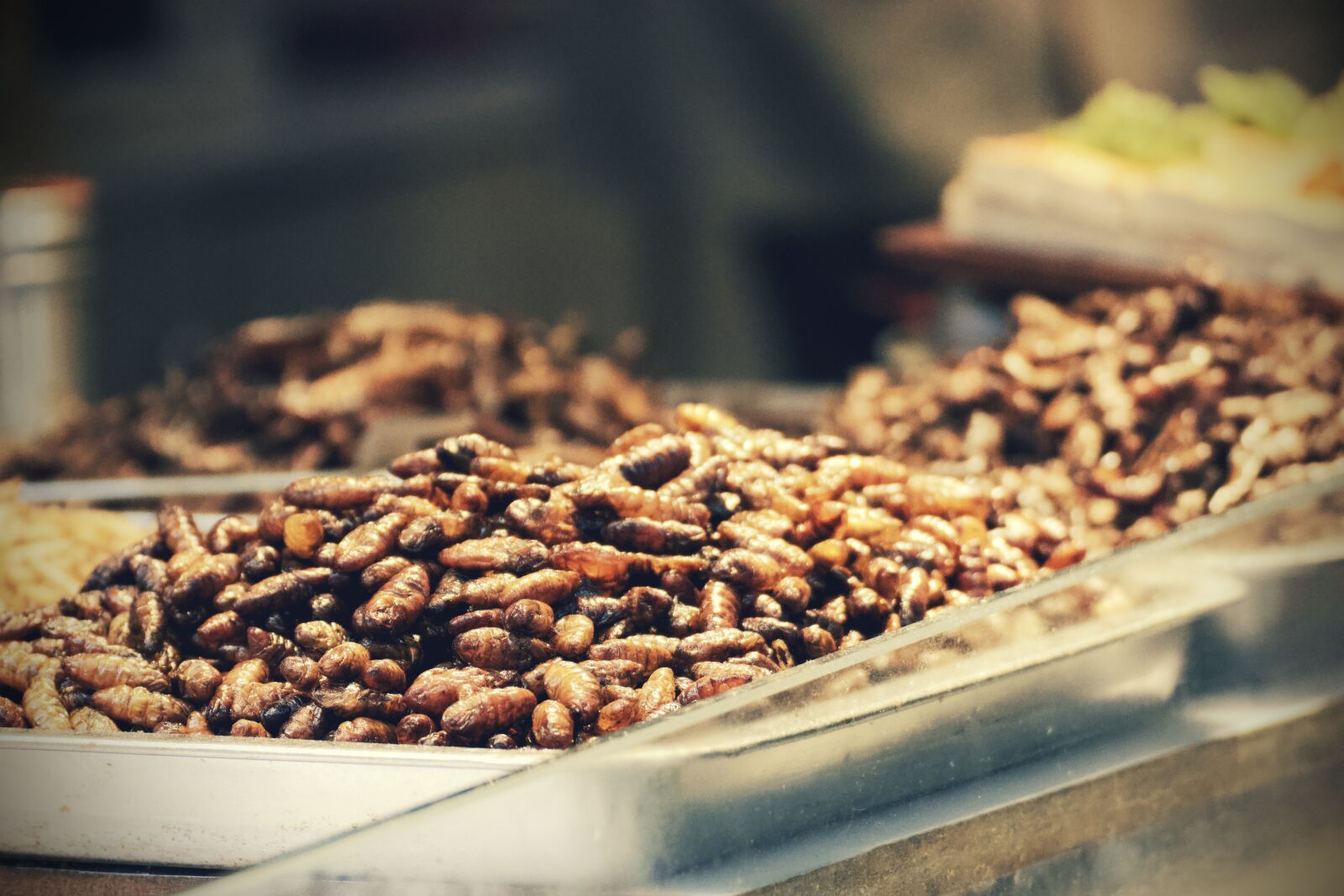 Canon EOS 550D (EOS Rebel T2i / EOS Kiss X4) sample photo. China, food, worms photography