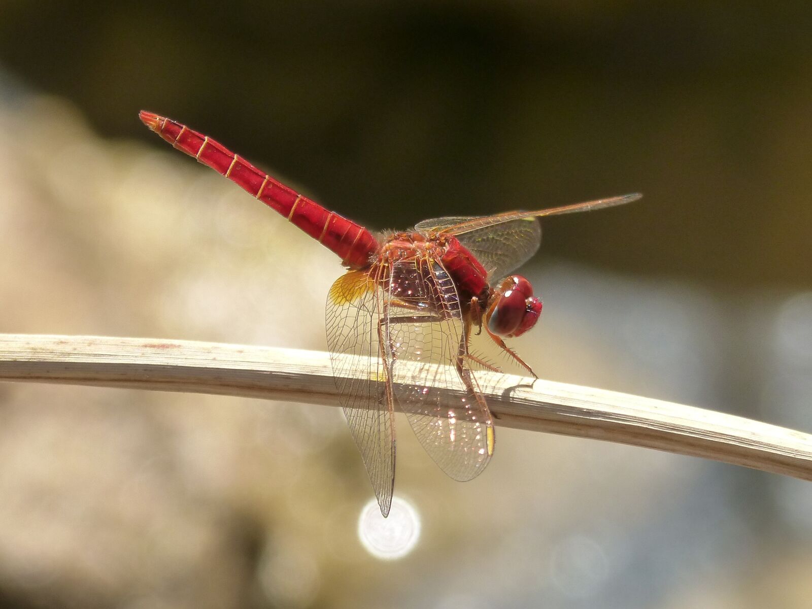 Panasonic DMC-FZ62 sample photo. Red dragonfly, erythraea crocothemis photography