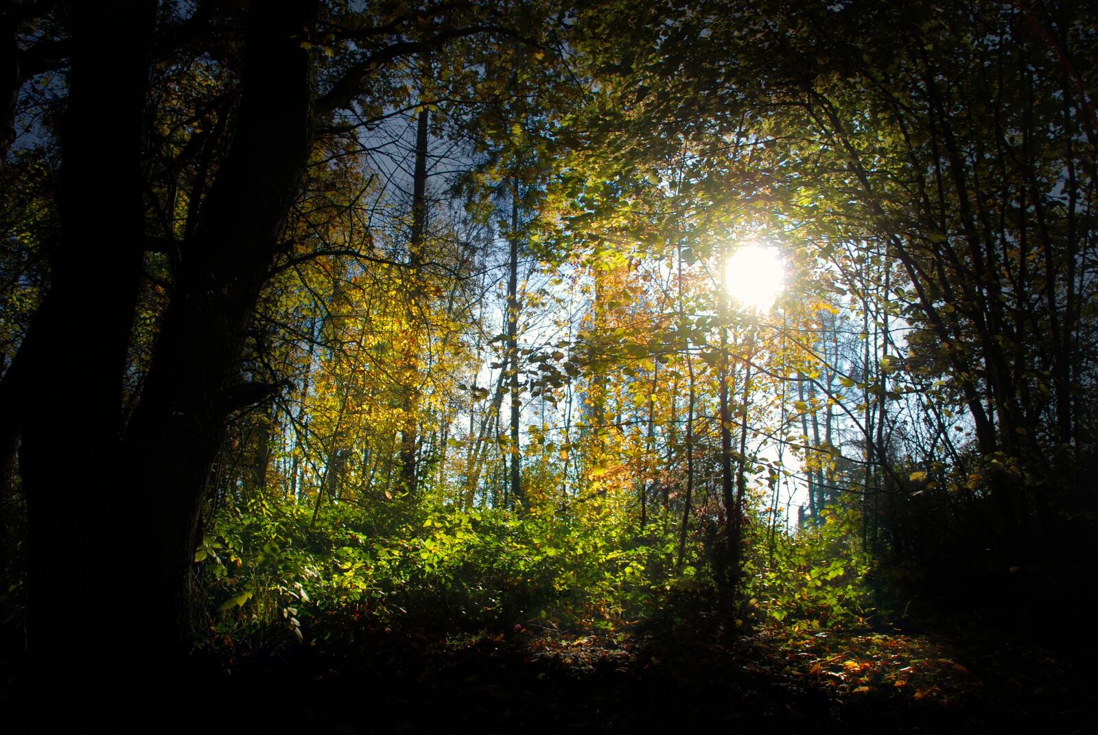 Nikon D80 sample photo. Autumn, forest, nature photography