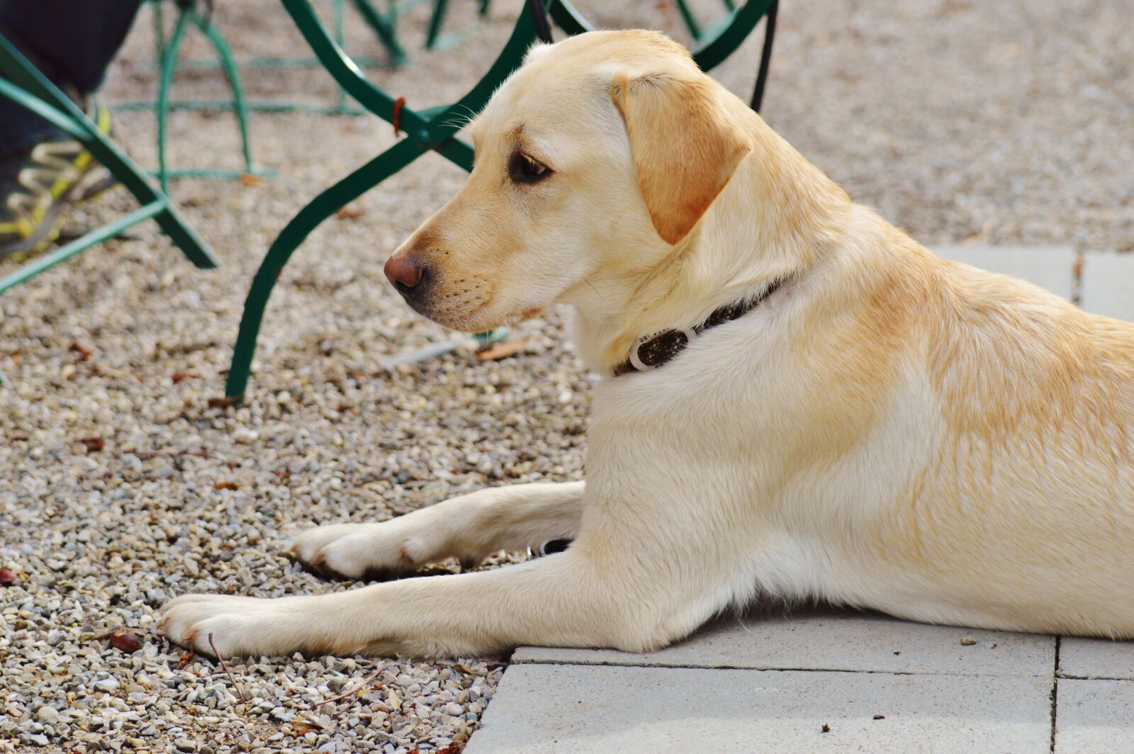 Nikon D3200 sample photo. Labrador, dog, sweet photography