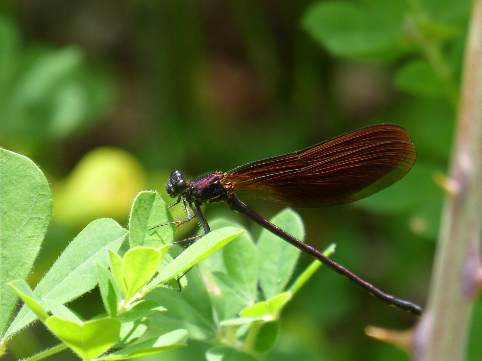 Panasonic DMC-FZ62 sample photo. Black dragonfly, calopteryx haemorrhoidalis photography
