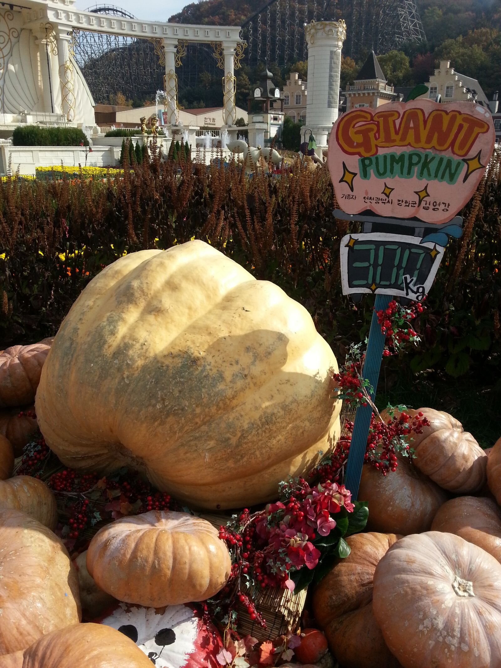 Samsung Galaxy Note2 sample photo. Pumpkin, nature, vegetable photography