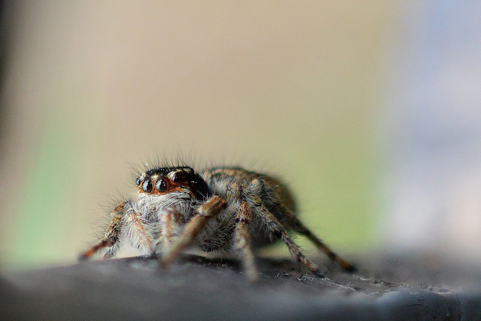 Nikon D3200 sample photo. Spider, nature, macro photography