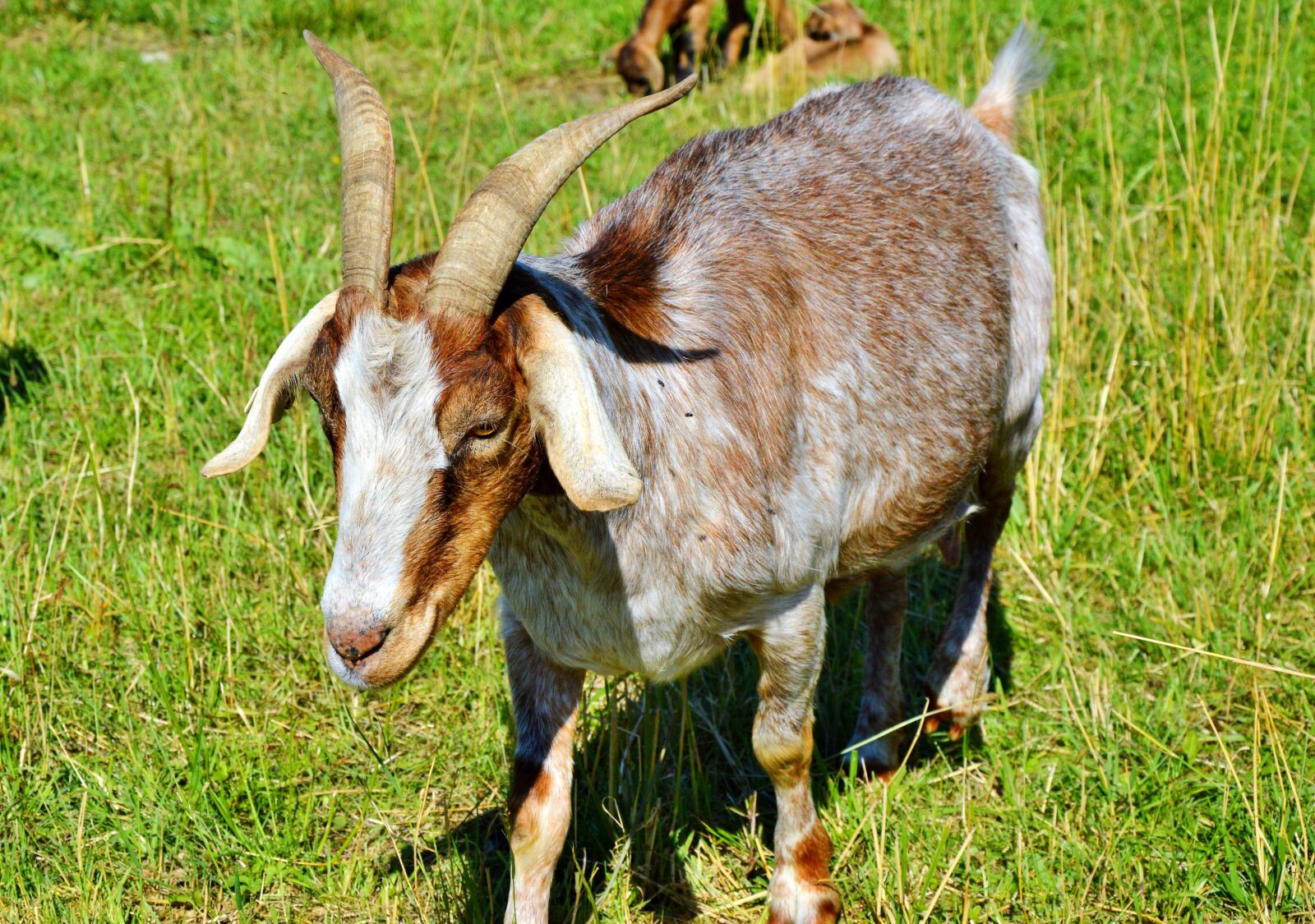 Nikon D3200 sample photo. Billy goat, goat, horns photography