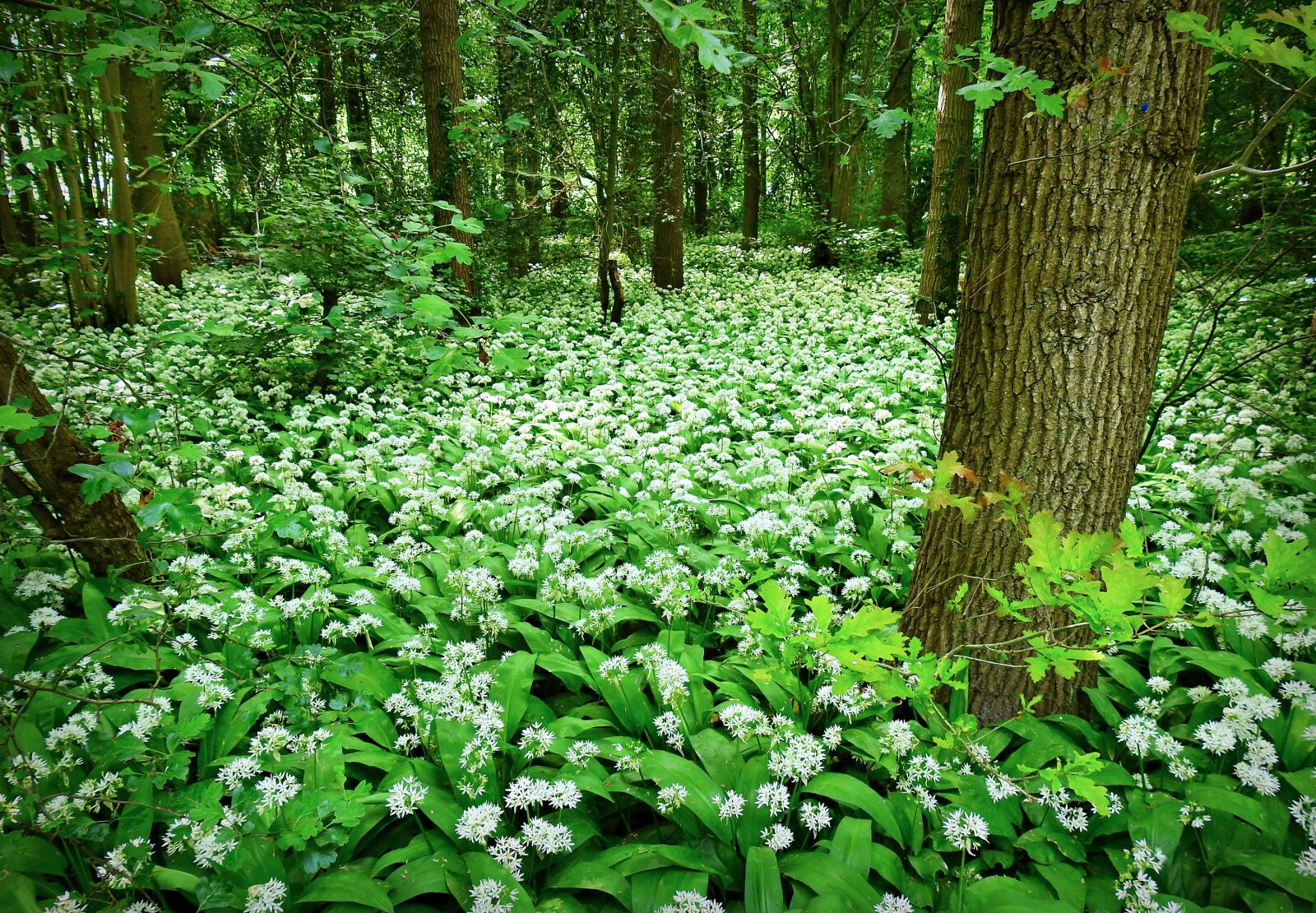Nikon Coolpix P900 sample photo. Wild garlic, onion, allium photography