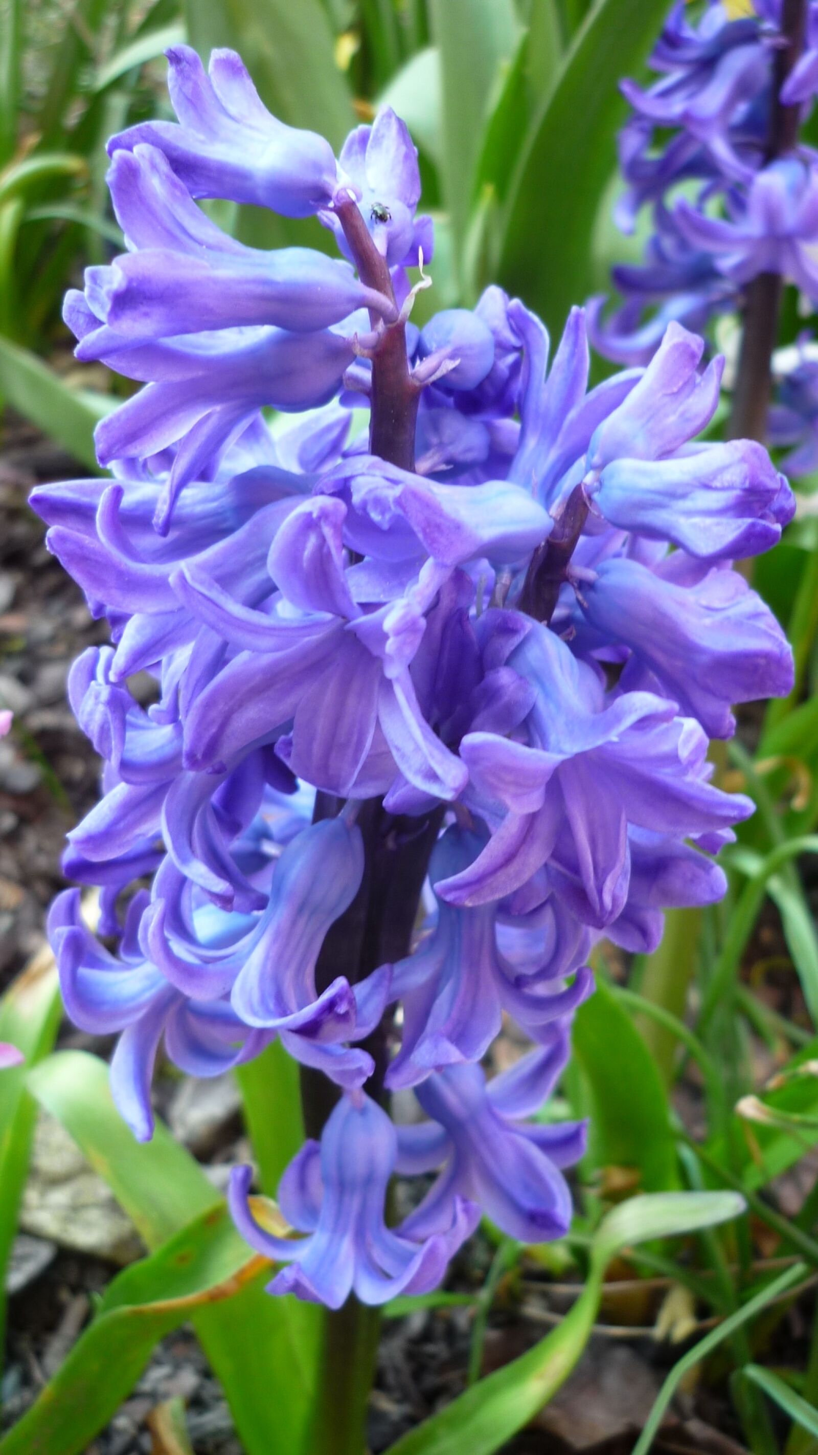 Panasonic Lumix DMC-FS6 sample photo. Spring flower, hyacinth, blossom photography