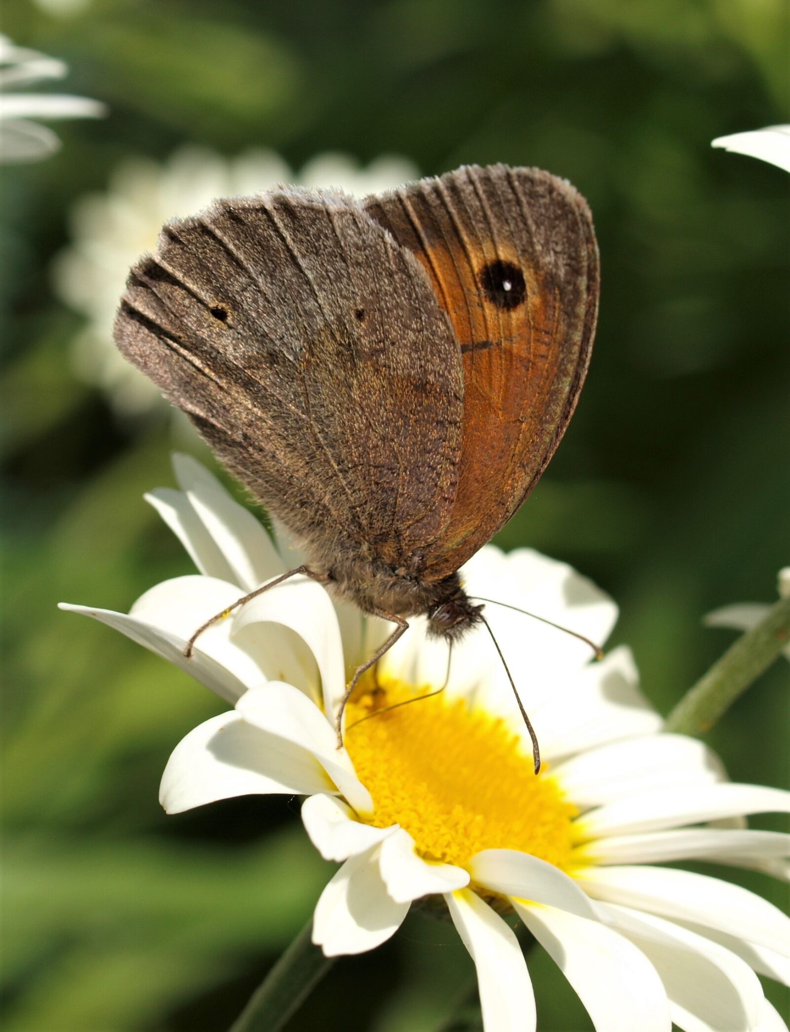 Olympus E-520 (EVOLT E-520) sample photo. Butterfly, insect, nature photography