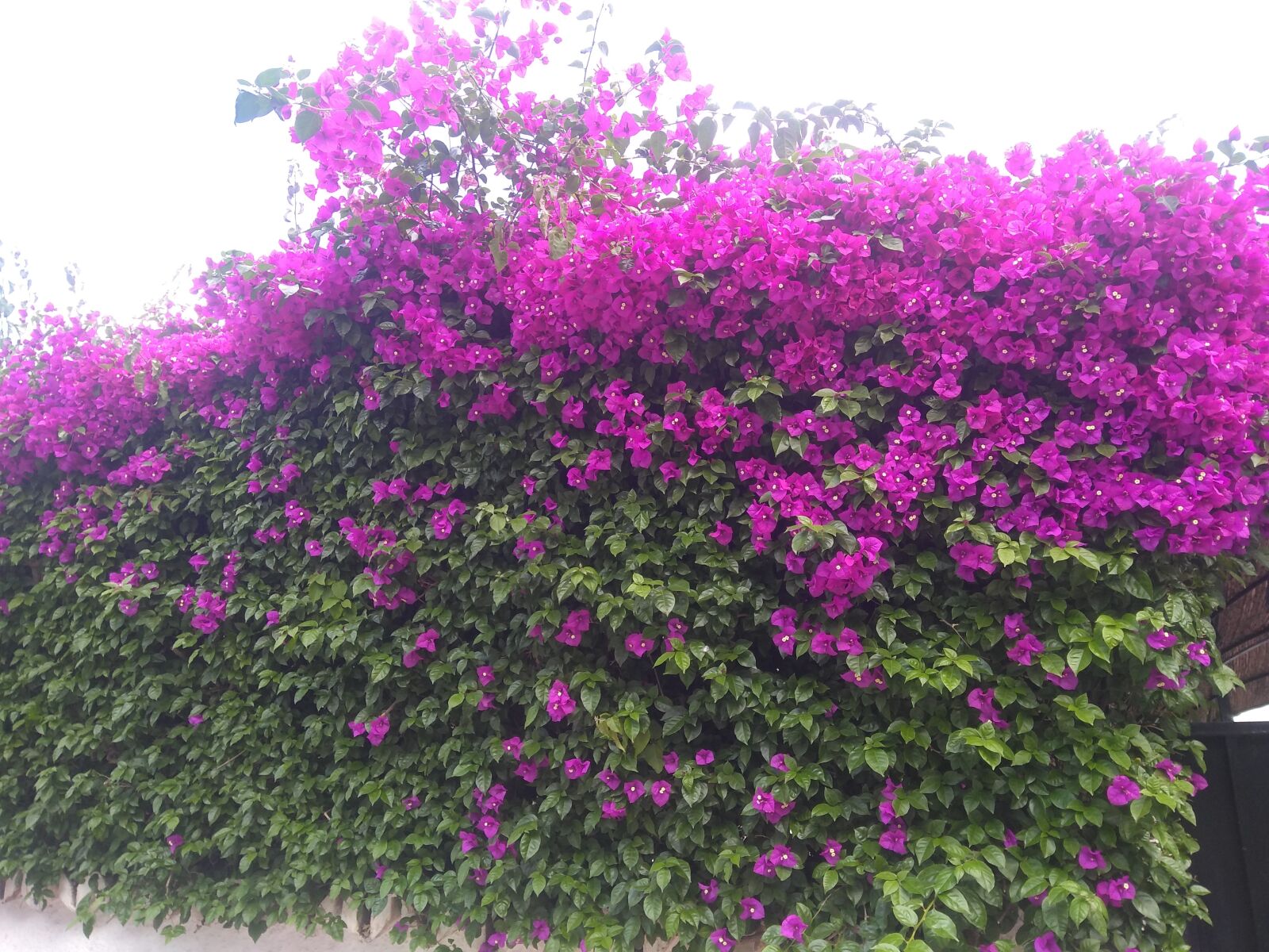 Motorola Moto G (5S) Plus sample photo. Love, peace, nature photography