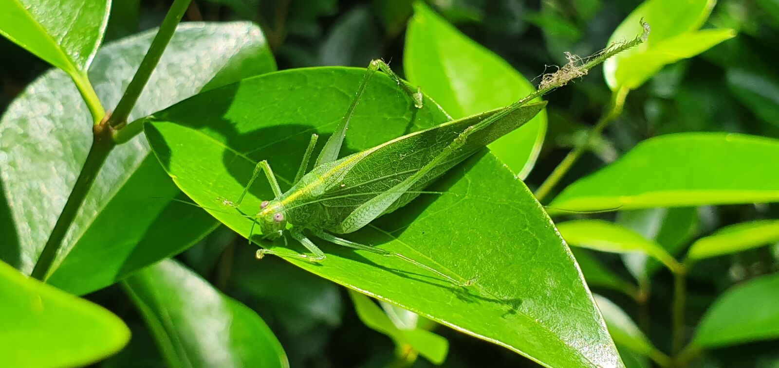 Samsung Galaxy S10 sample photo. Leaf insect, green, nature photography