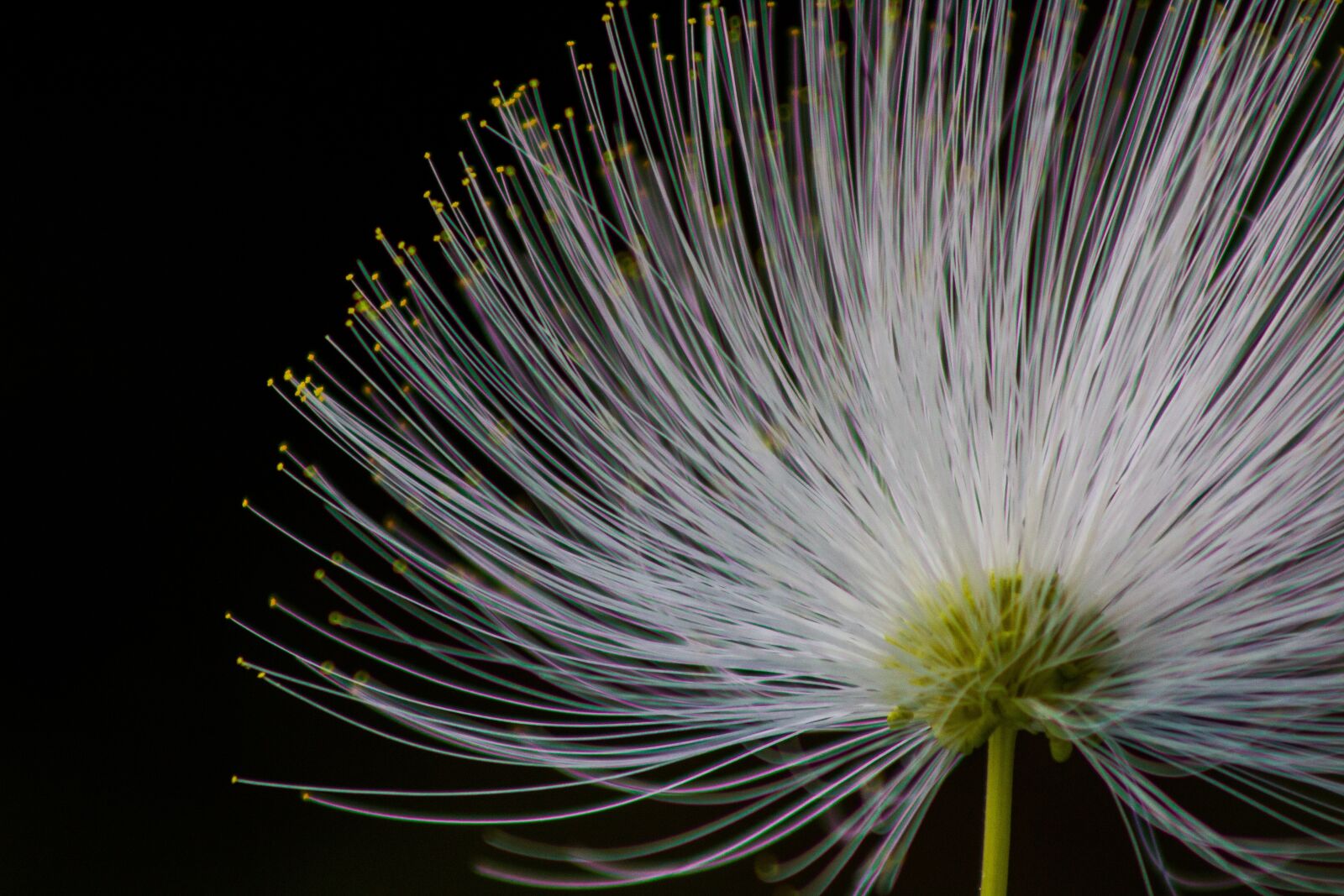 Canon EF75-300mm f/4-5.6 sample photo. Flowers, nature, bokeh photography