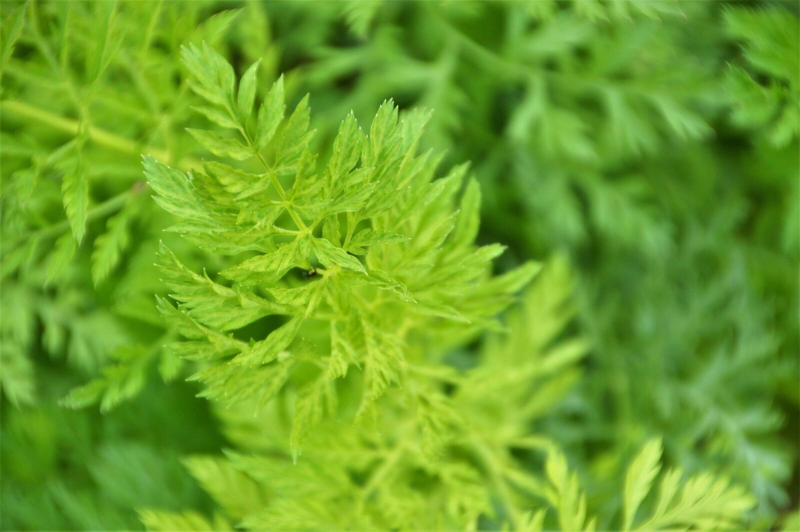 Nikon D3200 sample photo. Leaves, foliage, carrot photography