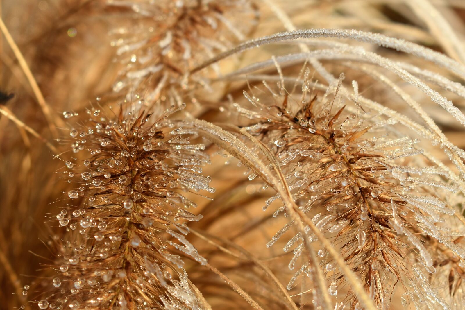 Nikon D5500 sample photo. Leaf, grass, frost photography