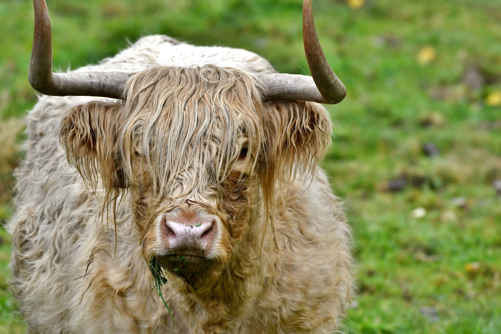 Nikon D500 sample photo. Cow, horns, remote access photography