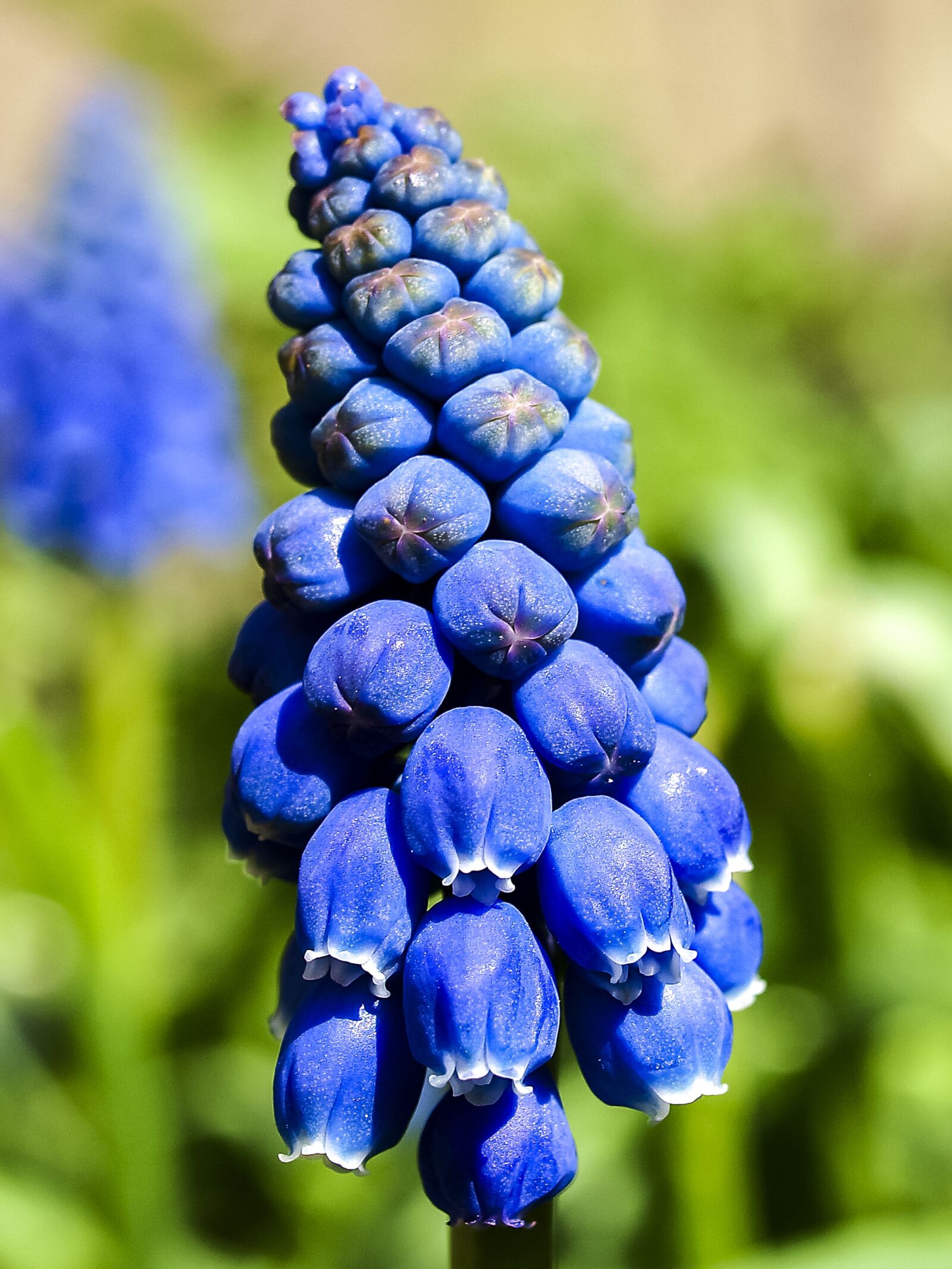 Olympus E-520 (EVOLT E-520) + OLYMPUS 35mm Lens sample photo. Hyacinth, flower, plant photography