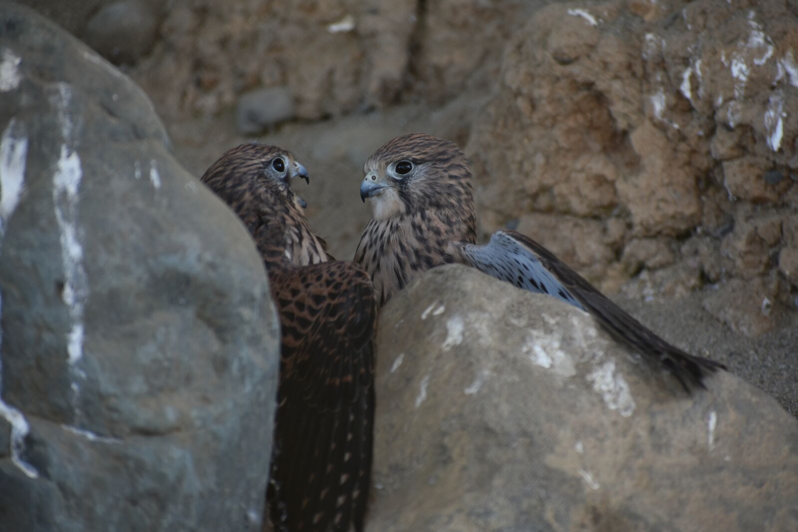 Nikon D7200 sample photo. Animal, bird, wild birds photography