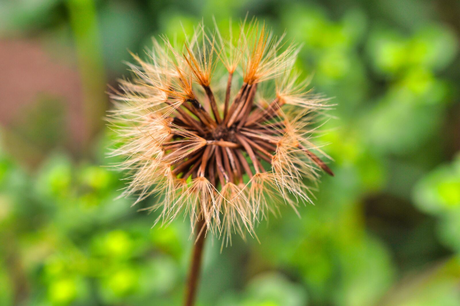 Nikon D3200 sample photo. Flower, dandelion, botany photography