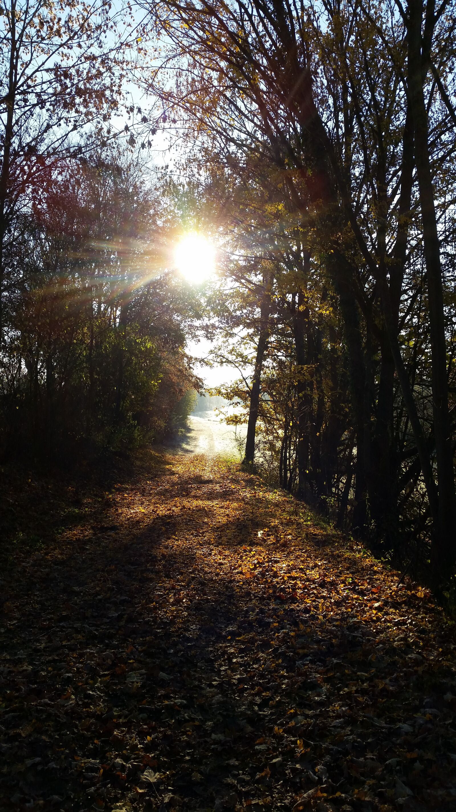 Samsung Galaxy S5 sample photo. Forest, sun, leaves photography