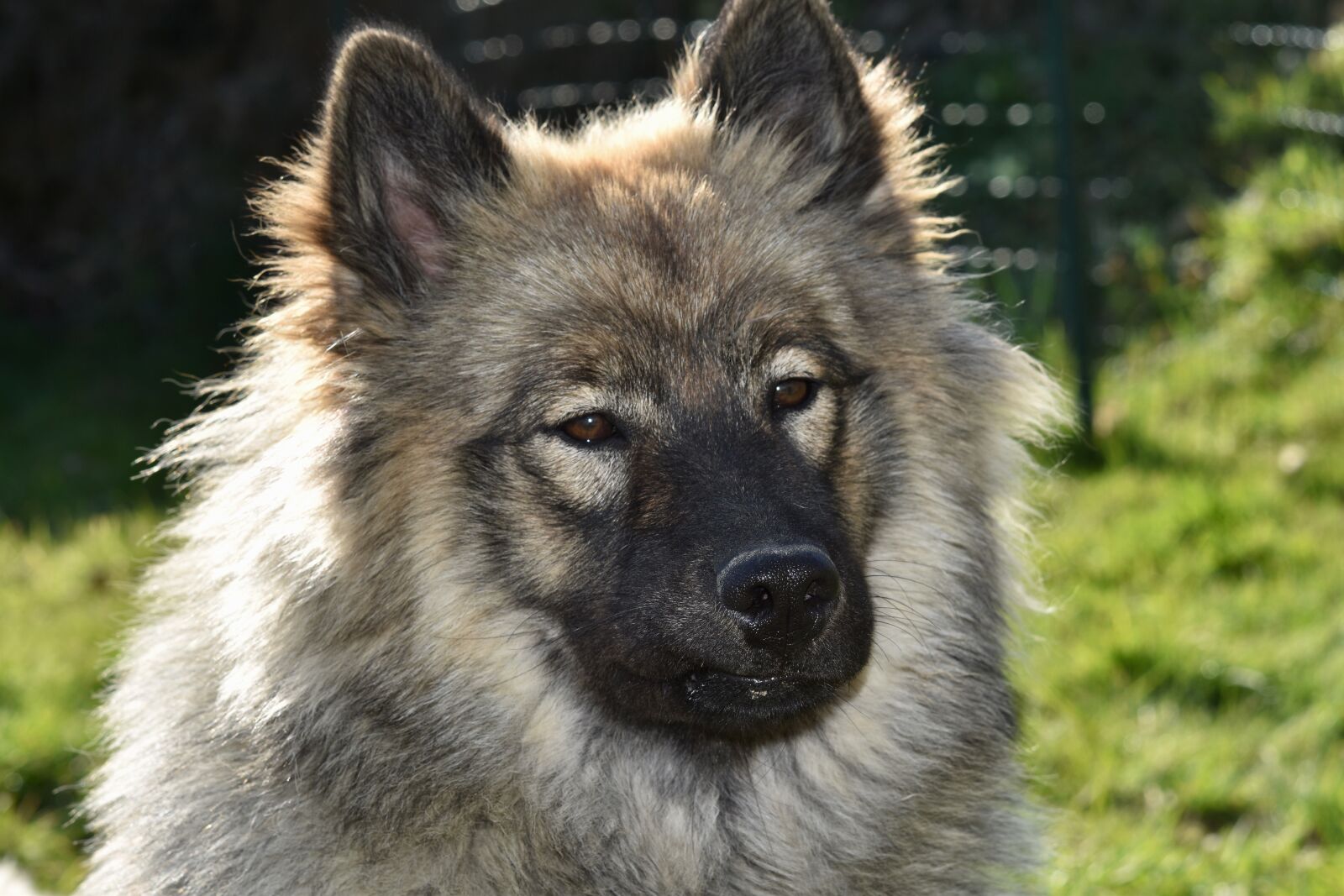 Nikon D5600 sample photo. Dog, bitch, dog eurasier photography