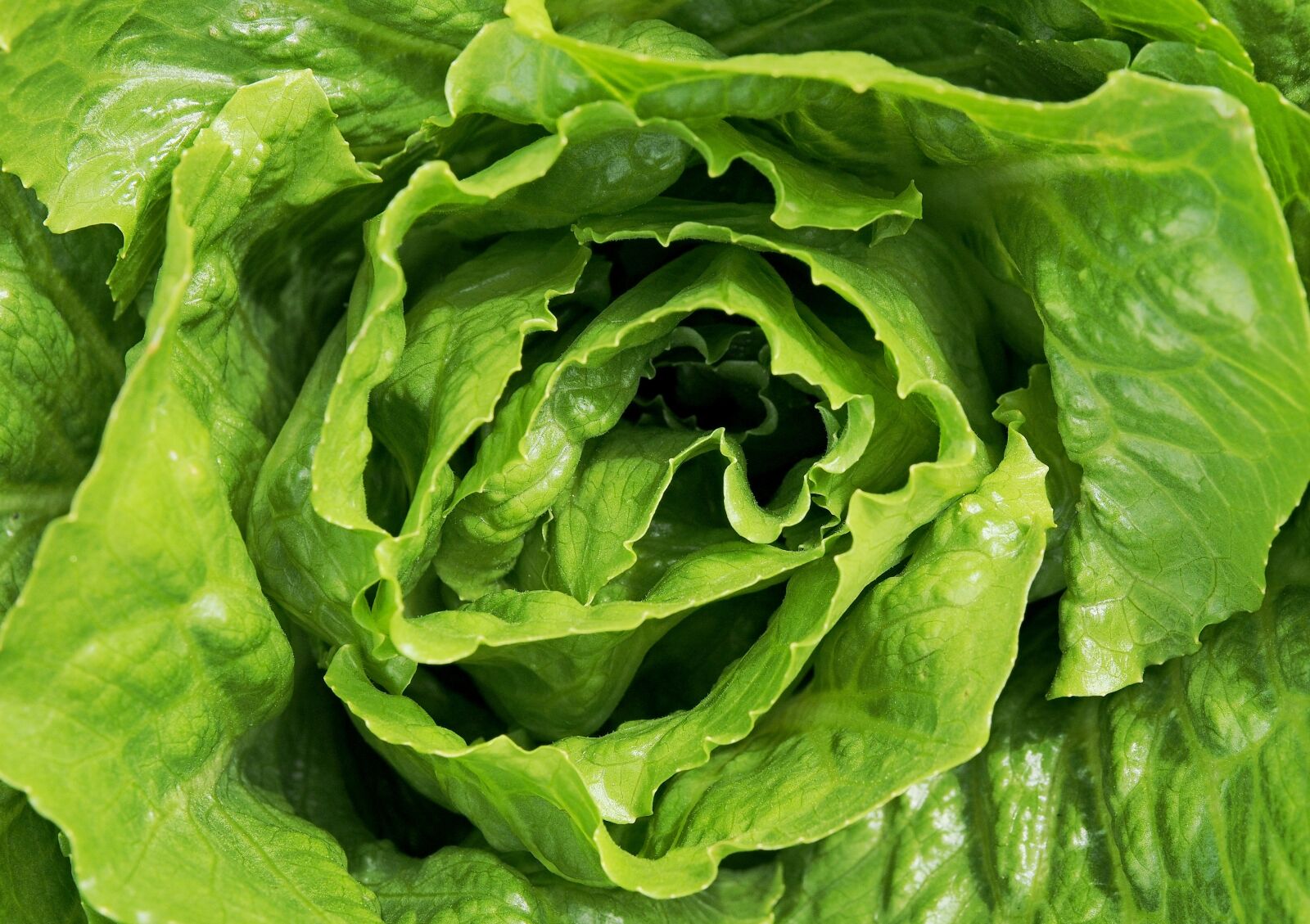 Olympus OM-D E-M5 + Olympus M.Zuiko Digital ED 12-40mm F2.8 Pro sample photo. Lettuce, salad, leaves photography