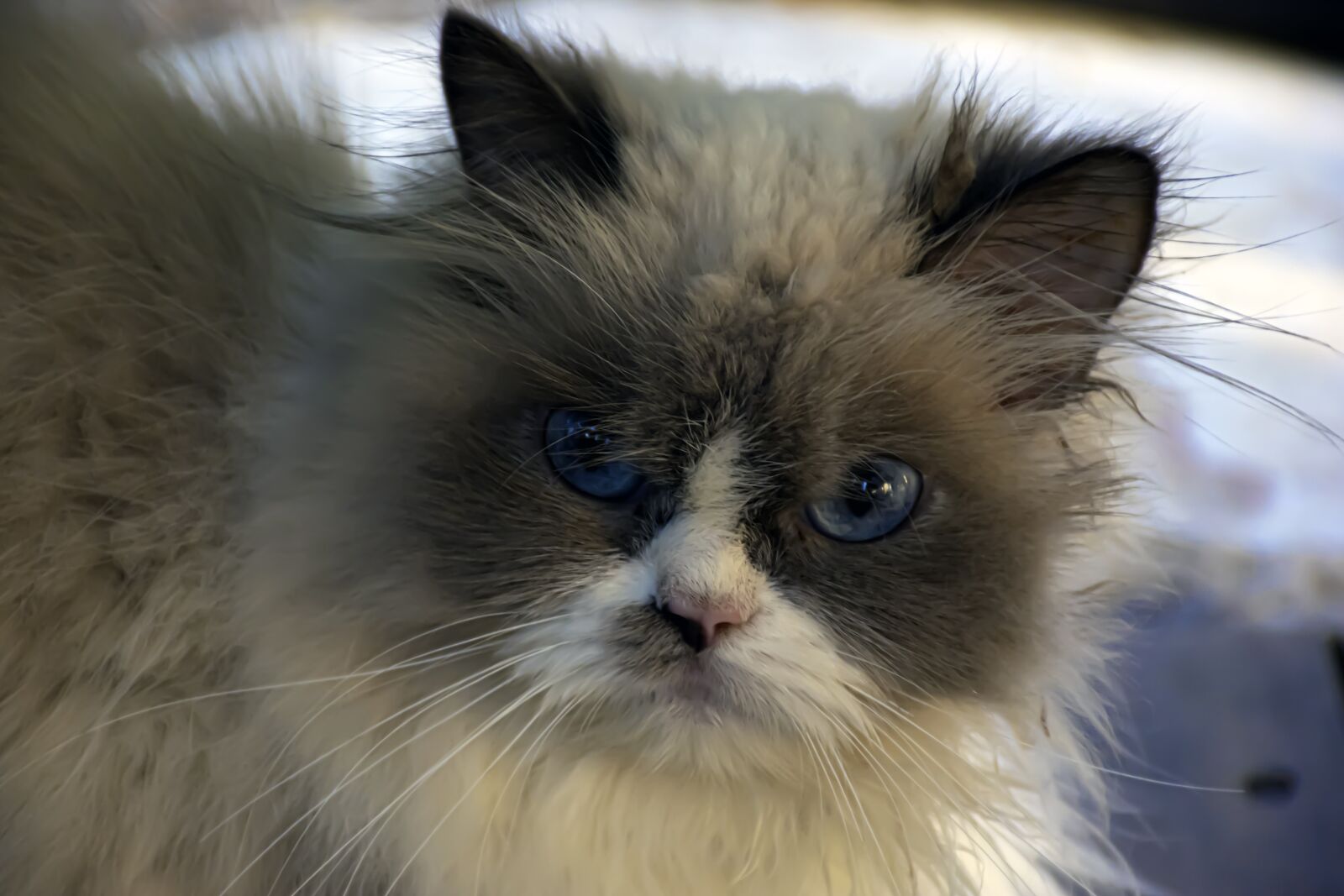 Nikon D5600 sample photo. Cat, kitty, kitten photography
