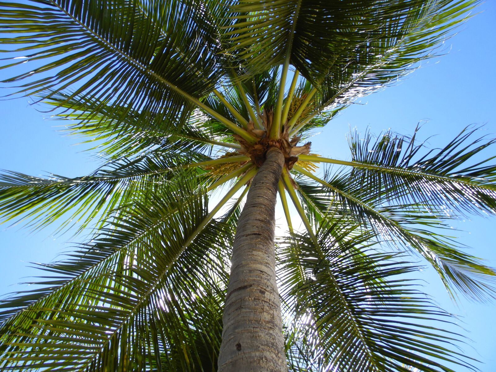 Samsung WB2200F sample photo. Tree, nature, summer photography