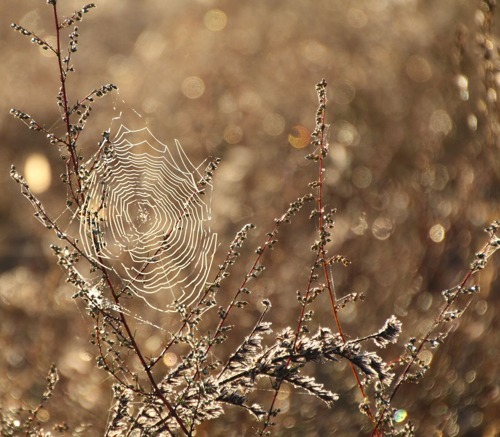 Canon EOS 650D (EOS Rebel T4i / EOS Kiss X6i) sample photo. Cobweb, dew, moist photography