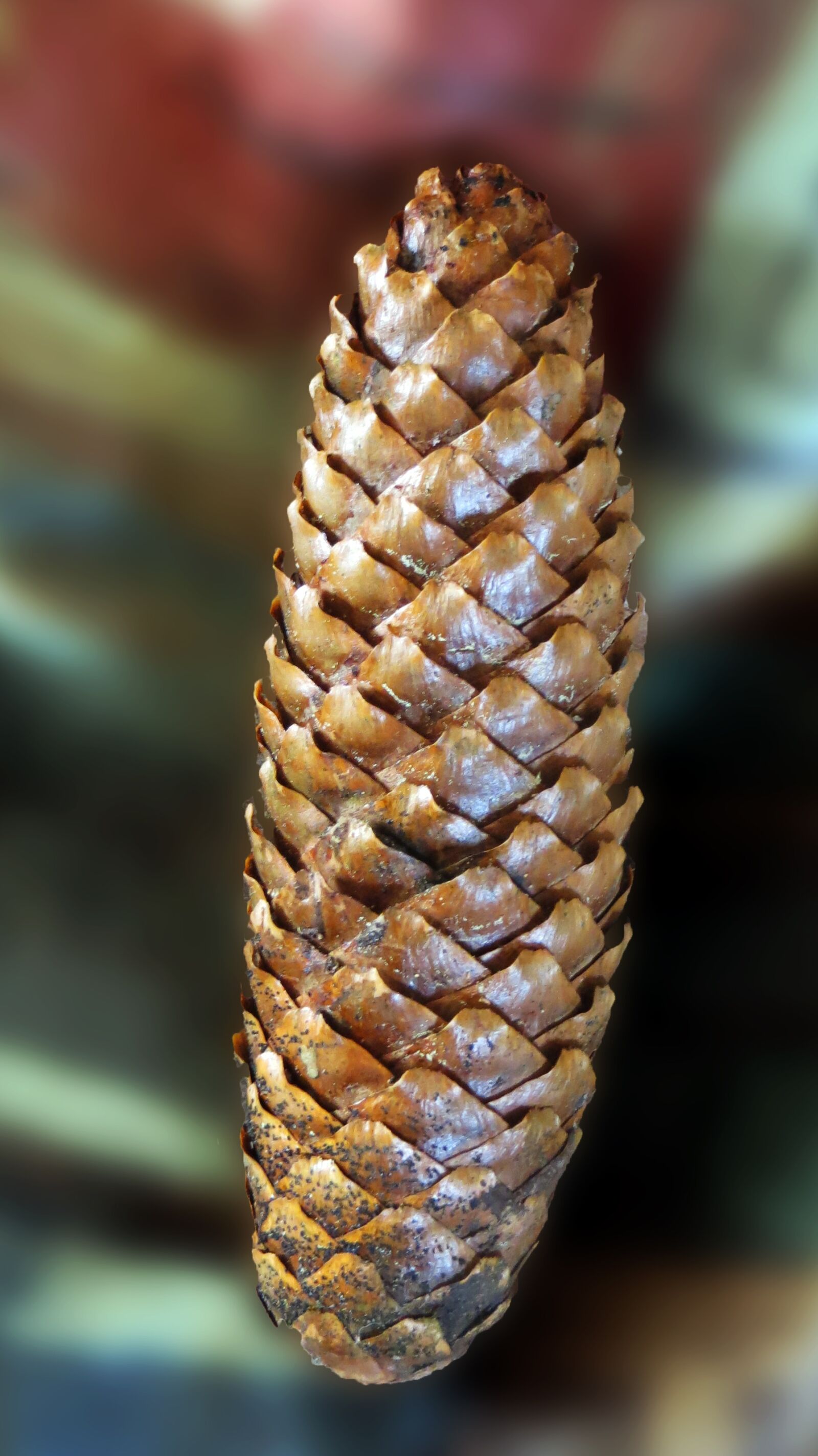 Canon PowerShot SX240 HS sample photo. Pine cones, tree fruit photography