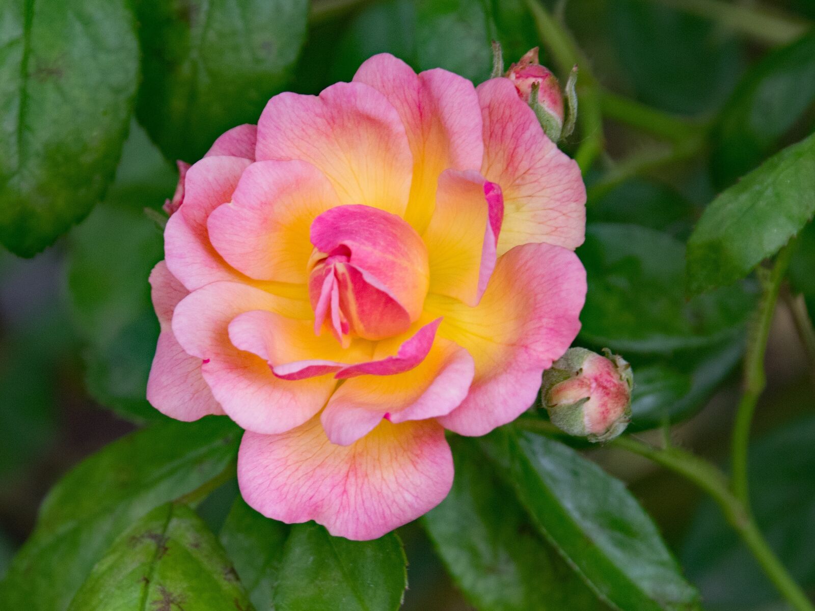Nikon D5300 sample photo. Rose, professor c, s photography