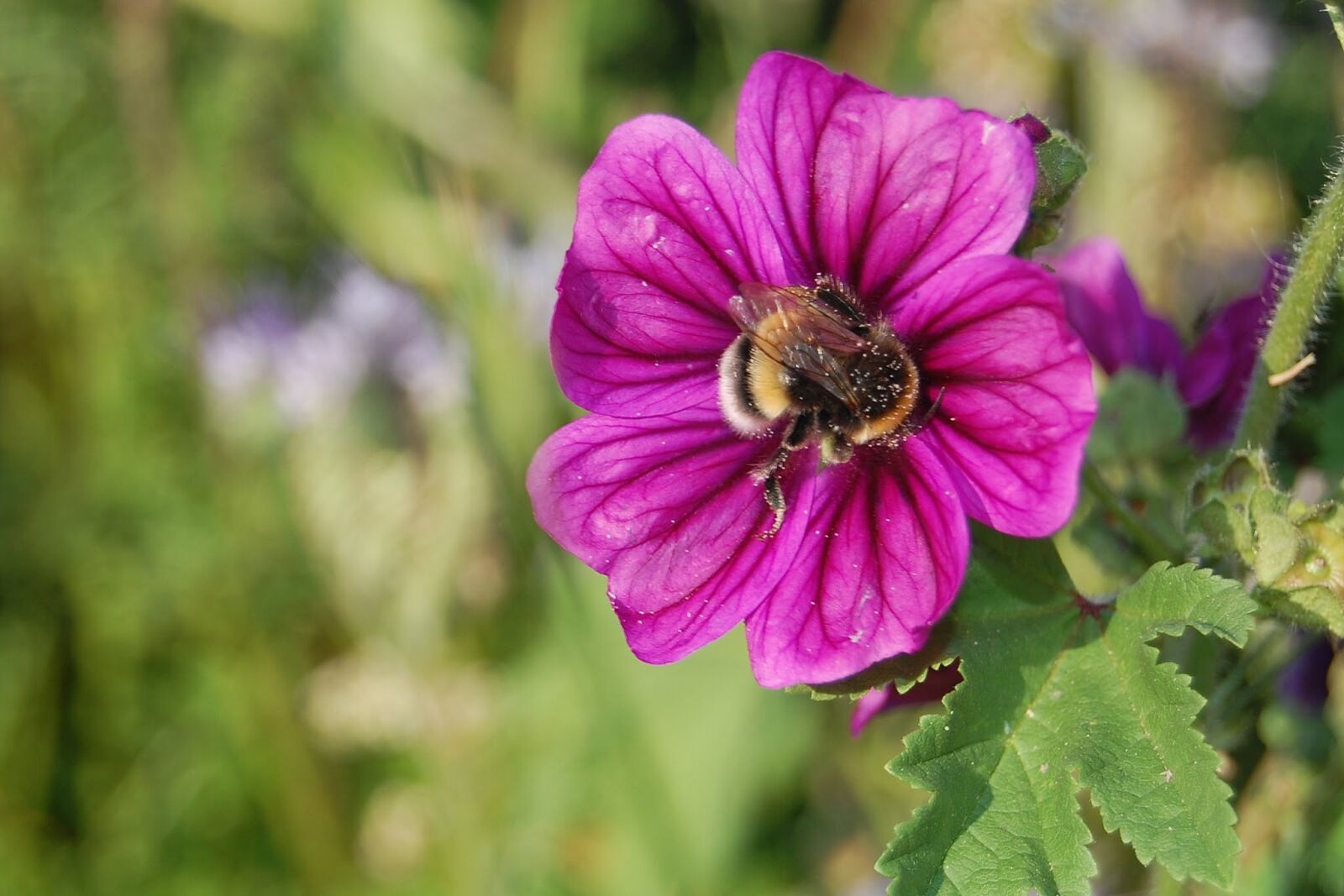 Nikon D40 sample photo. Flower, nature, eifel photography