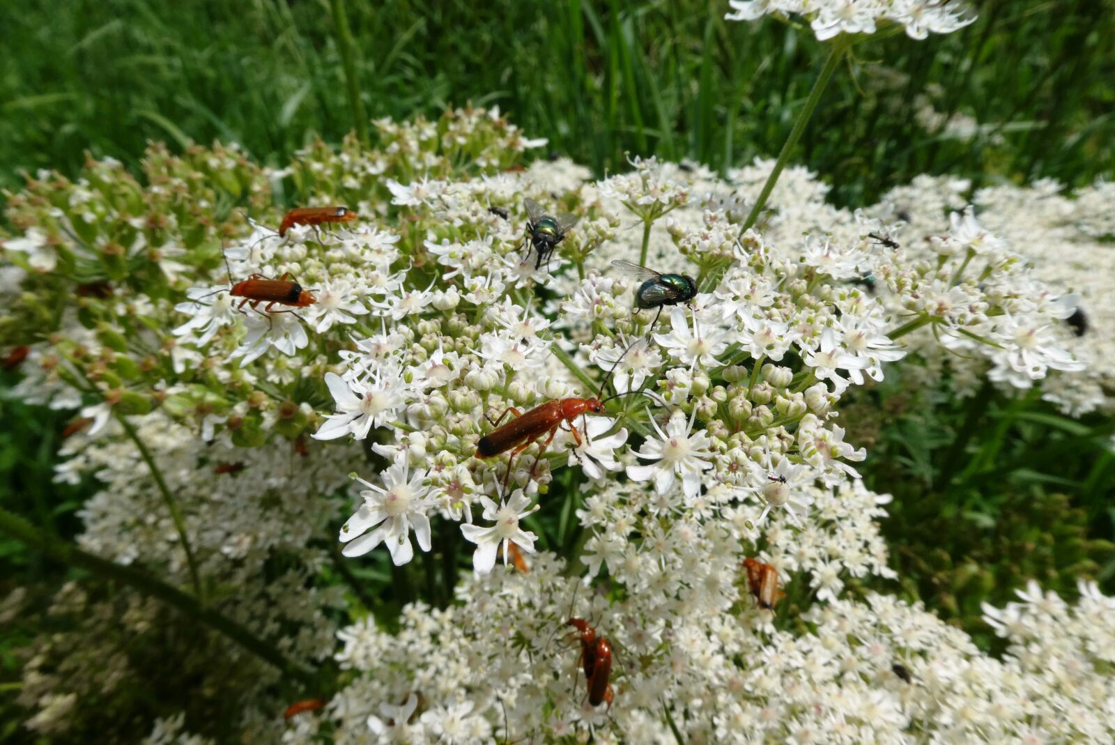 Panasonic Lumix DC-ZS70 (Lumix DC-TZ90) sample photo. Flutes herb, red weekschildkever photography