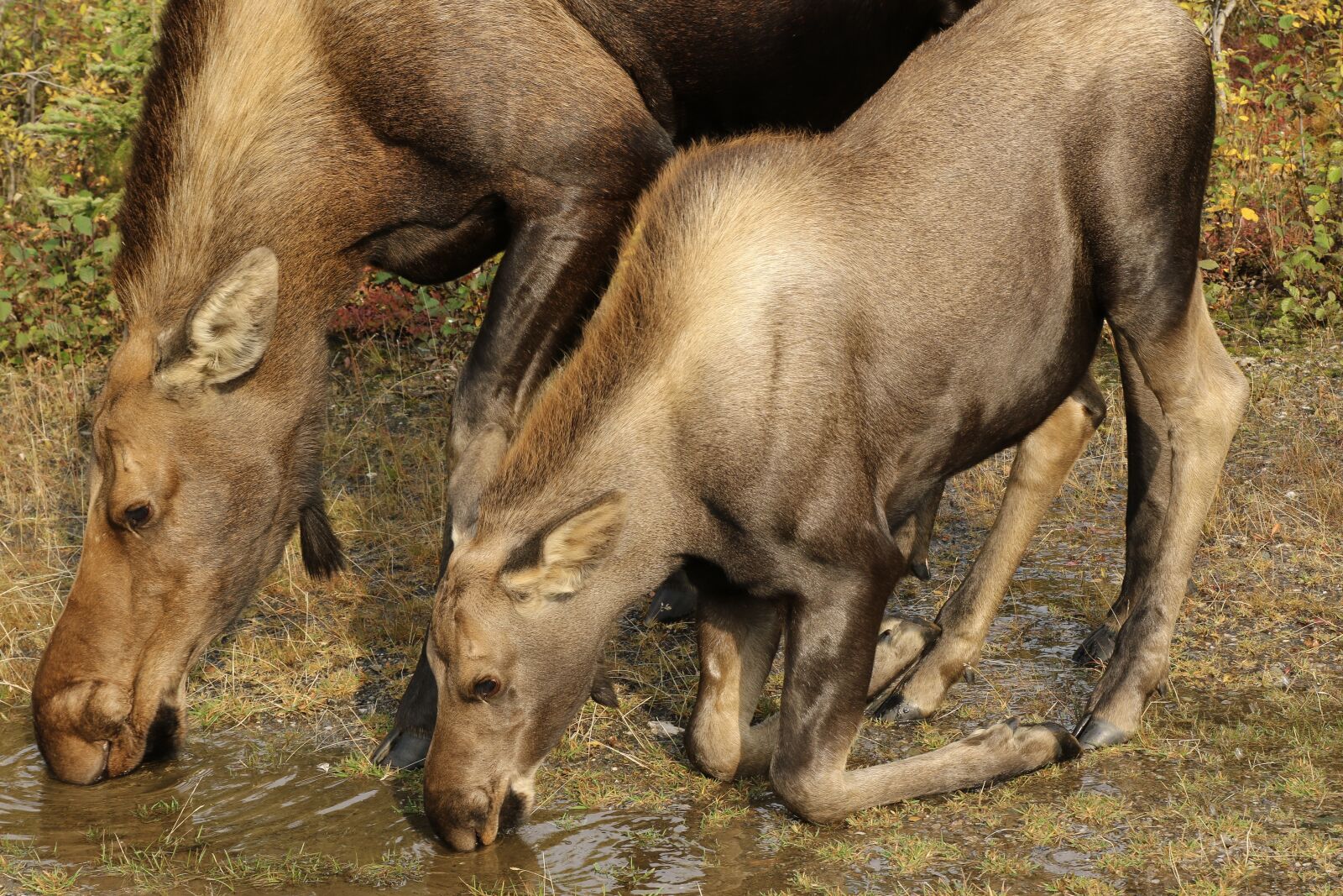 Canon EOS 7D Mark II sample photo. Moose, cow moose, calf photography
