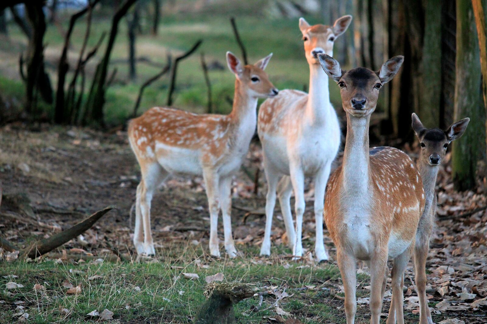 Canon EF-S 55-250mm F4-5.6 IS STM sample photo. Deer, wild, forest nature photography