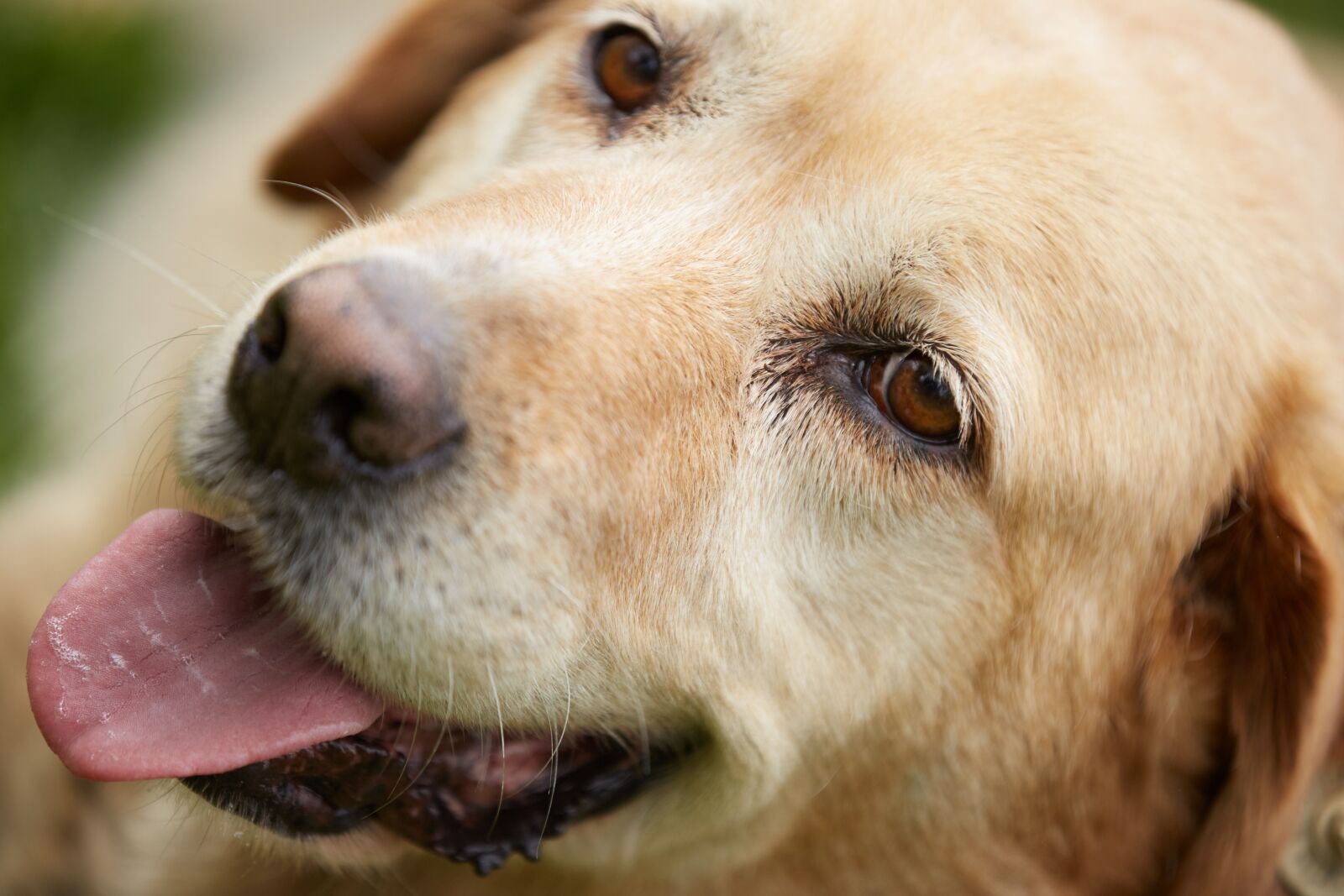 Canon EOS 5D Mark III sample photo. Dog, cute, purebred photography
